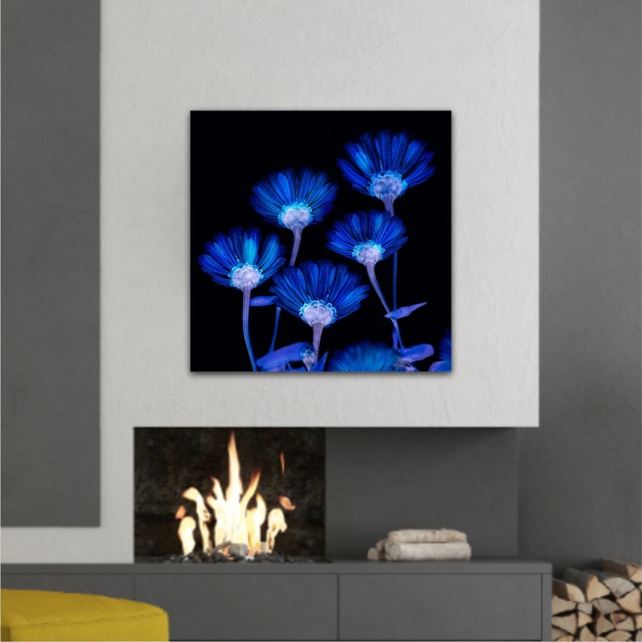 Flori albastre pe fundal negru  |  Blue flowers in Black Background