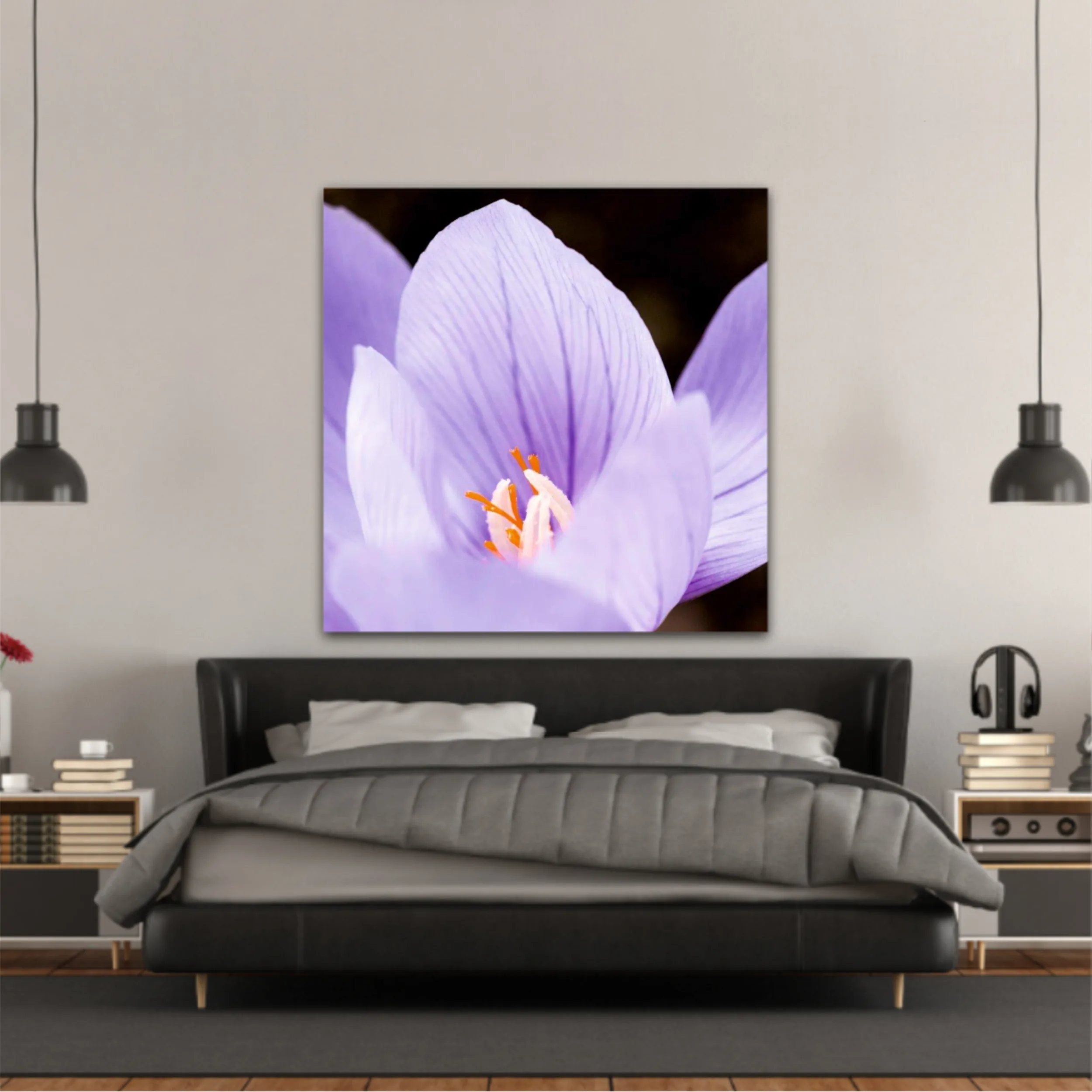 Crocus purpuriu 