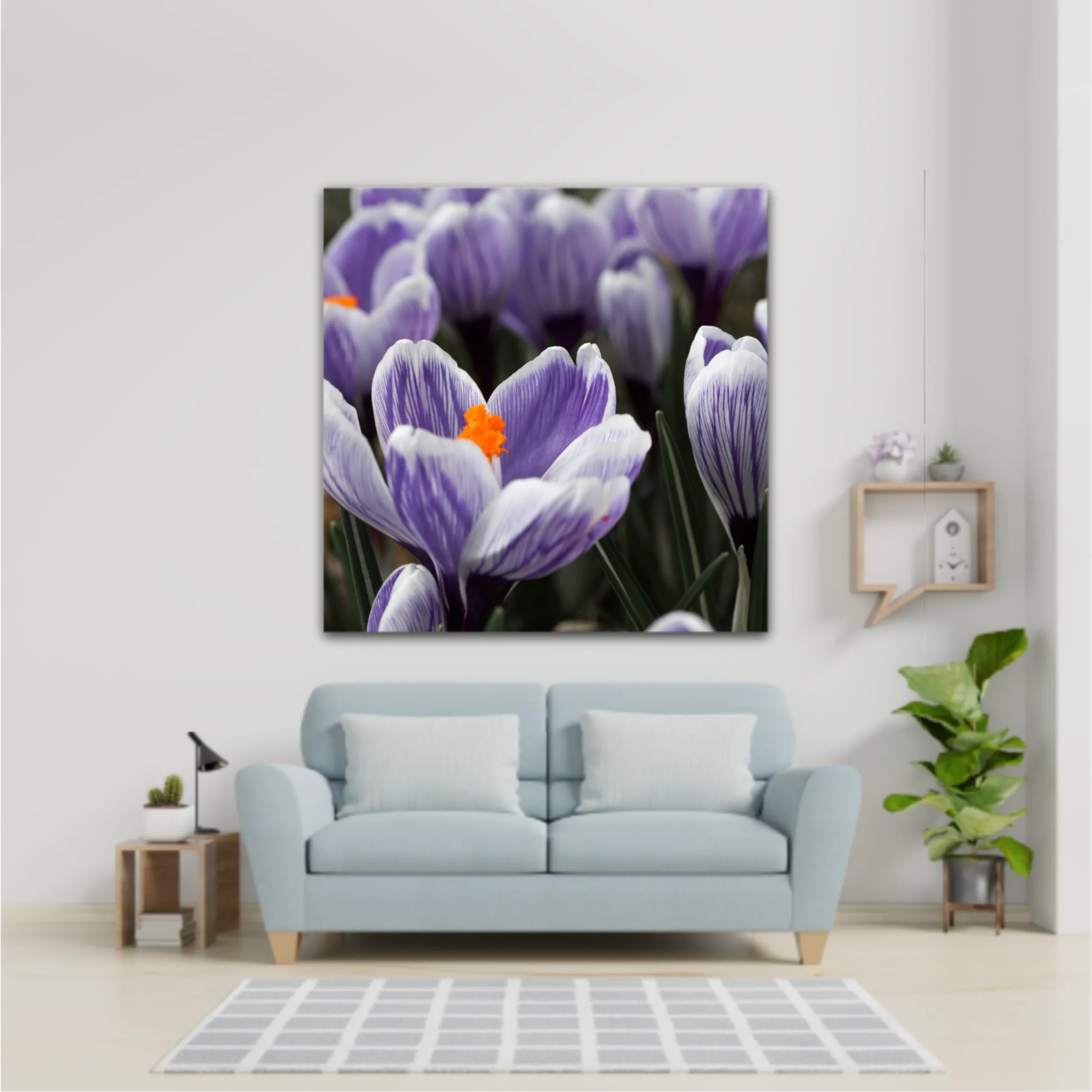 Crocus