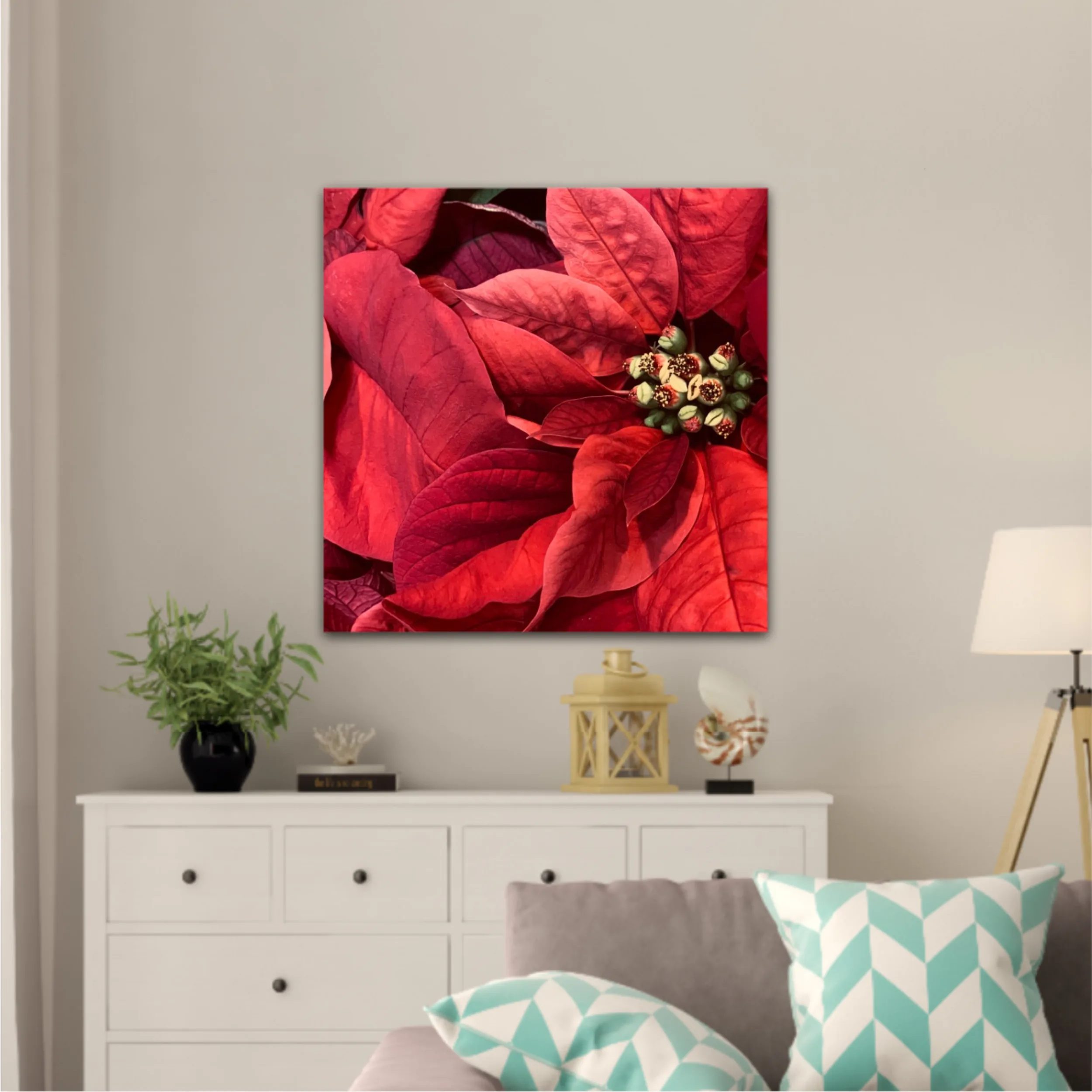 Red Poinsettia flowers closed from above