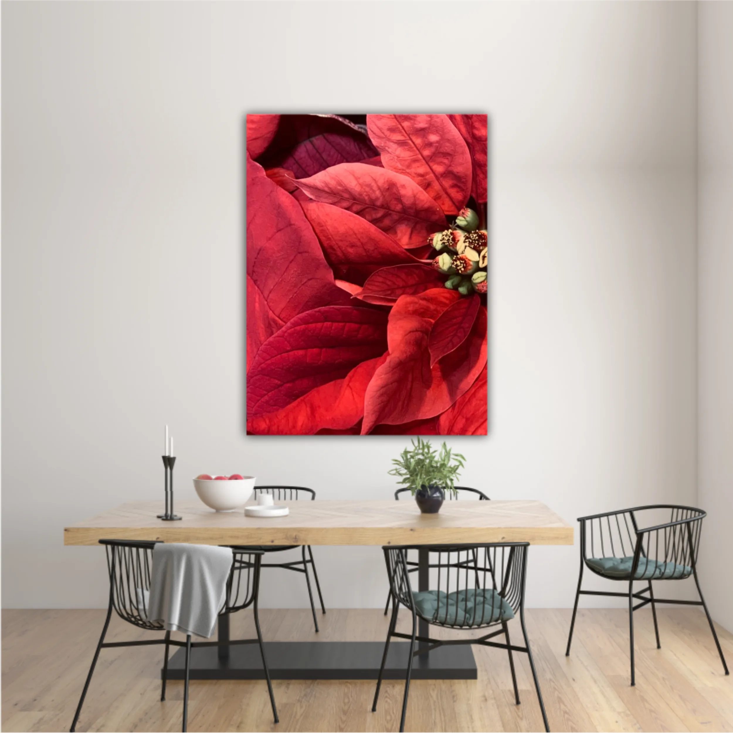 Red Poinsettia flowers closed from above