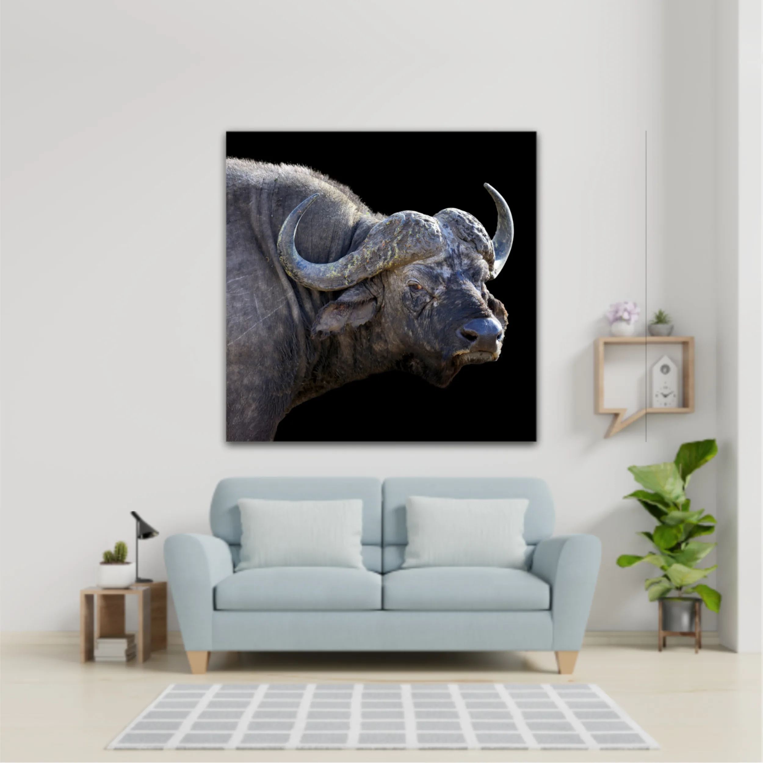 Wild african buffalo