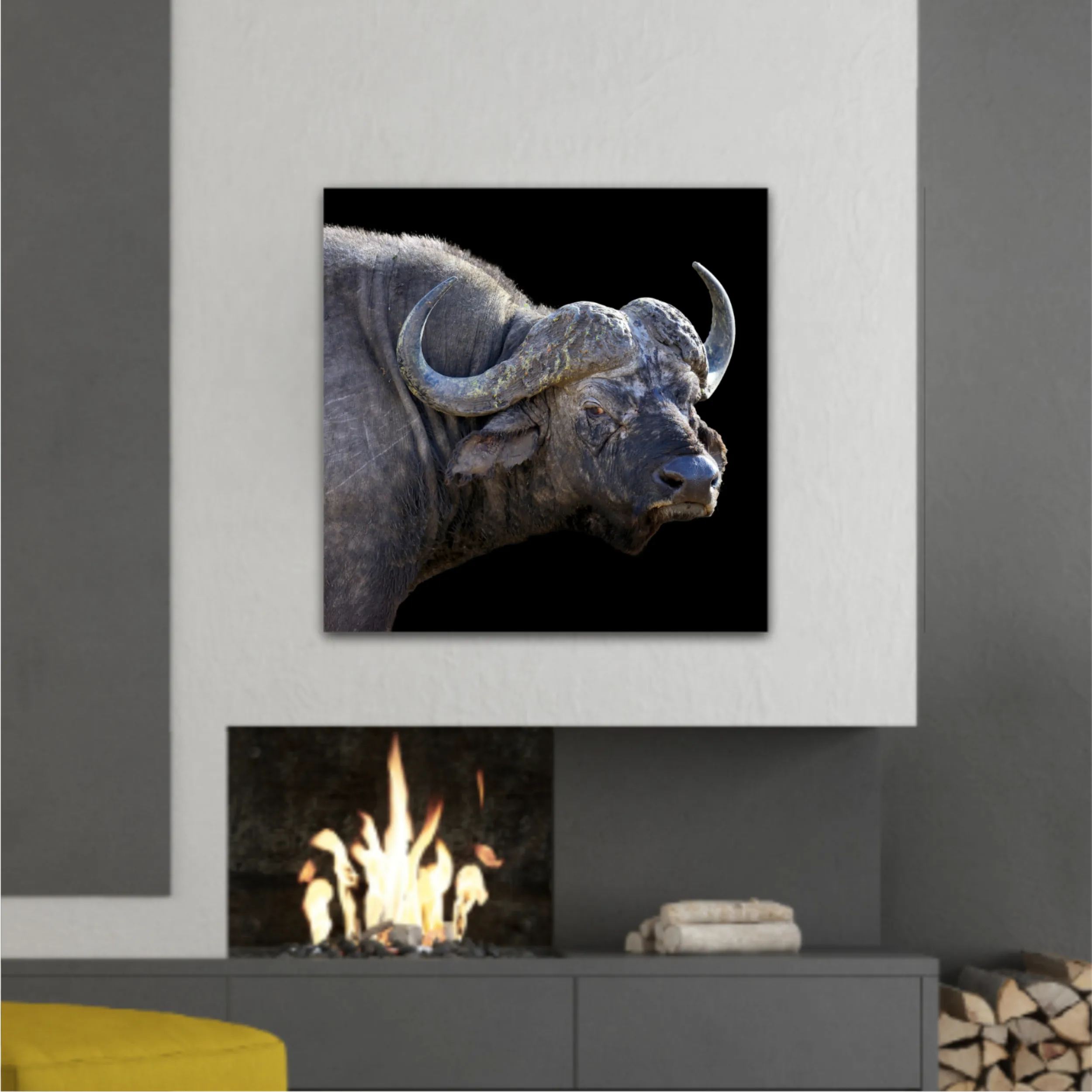 Wild african buffalo