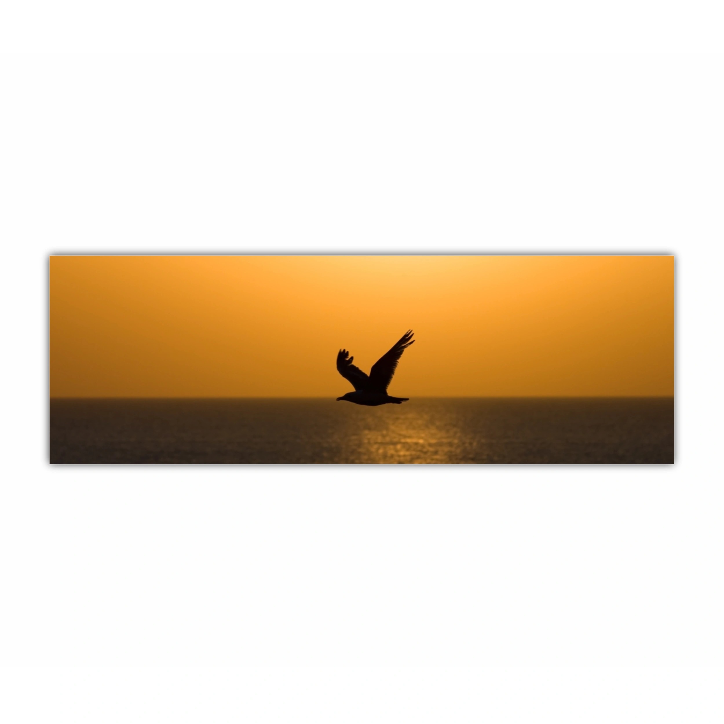 O siluetă de pescăruș | A silhouette of a seagull