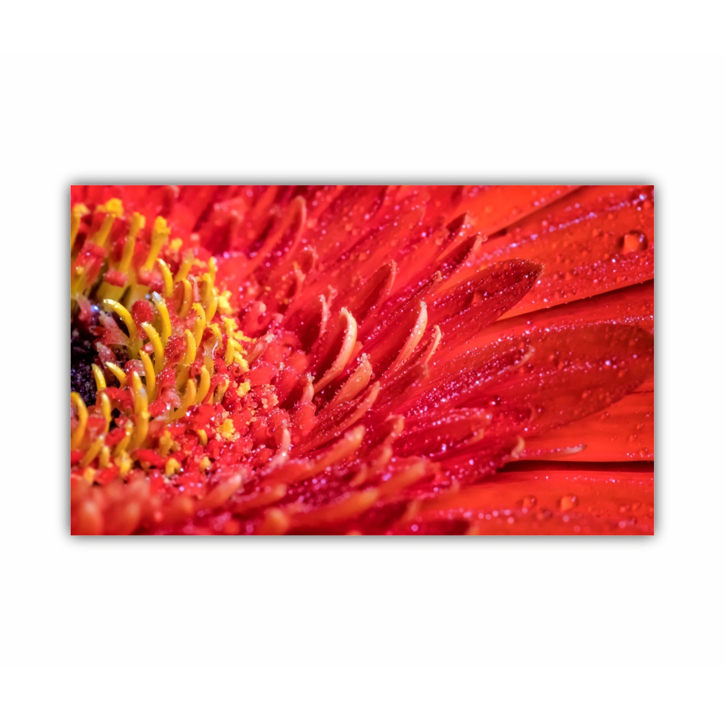 Floare de gerbera | Red gerbera flower