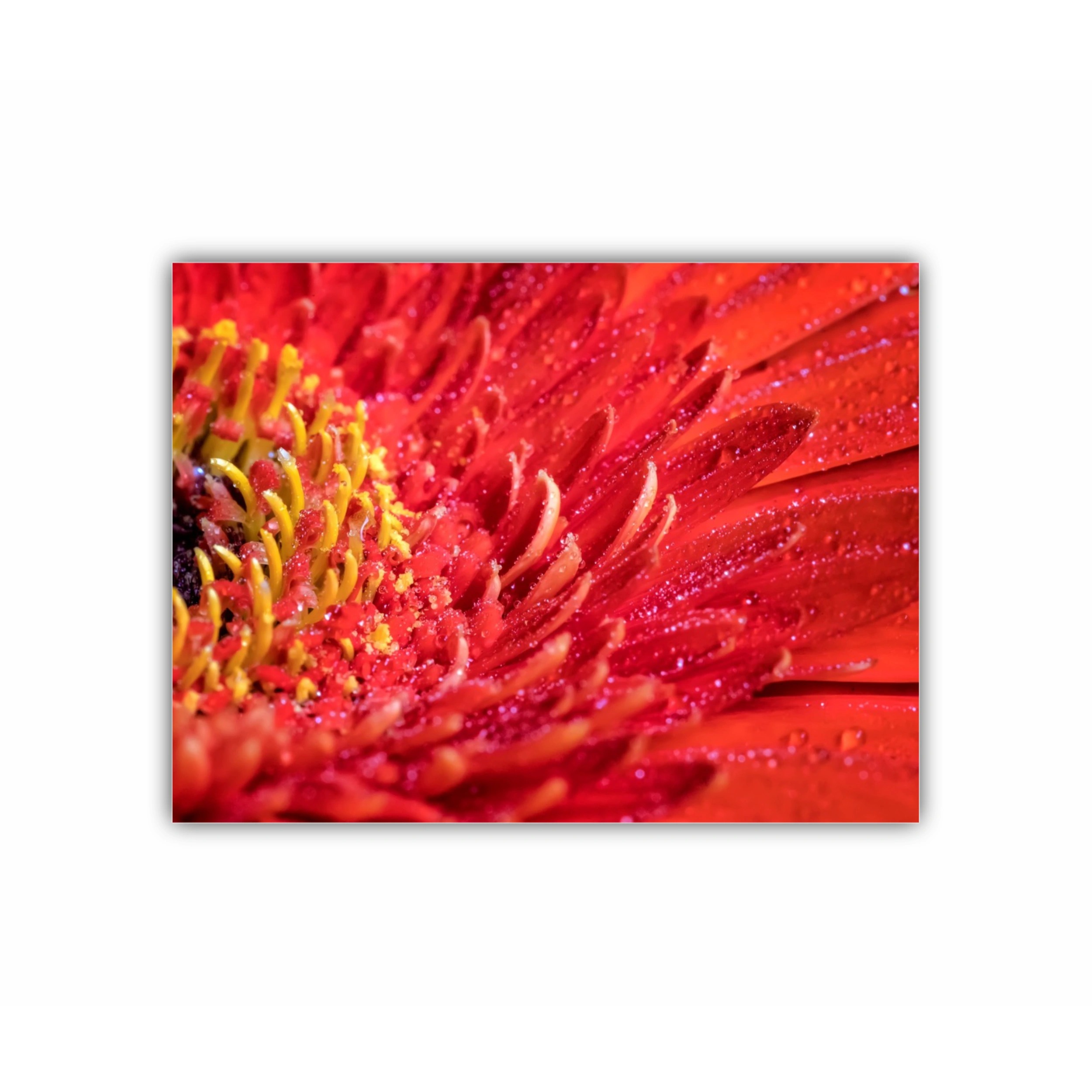 Floare de gerbera | Red gerbera flower