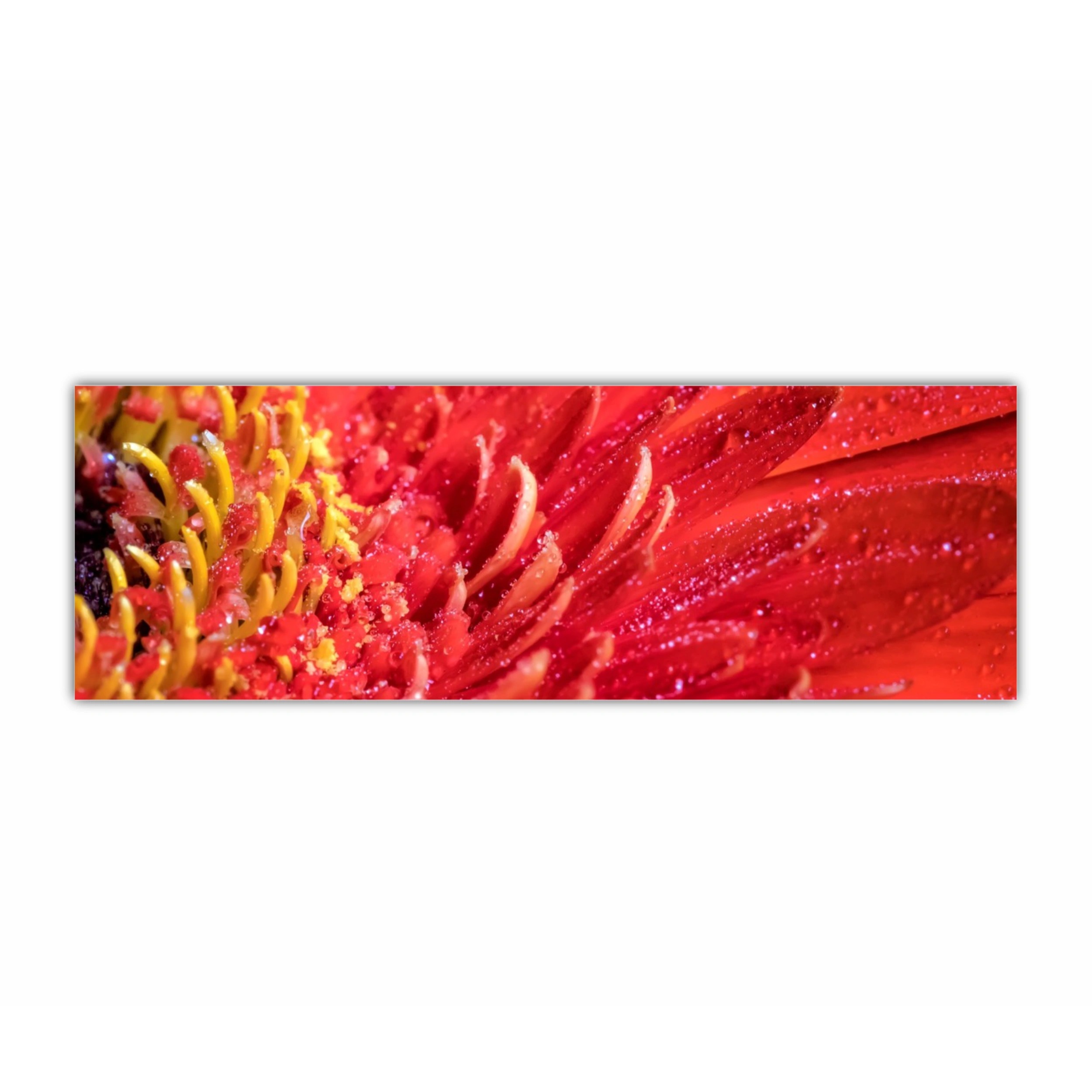 Floare de gerbera | Red gerbera flower