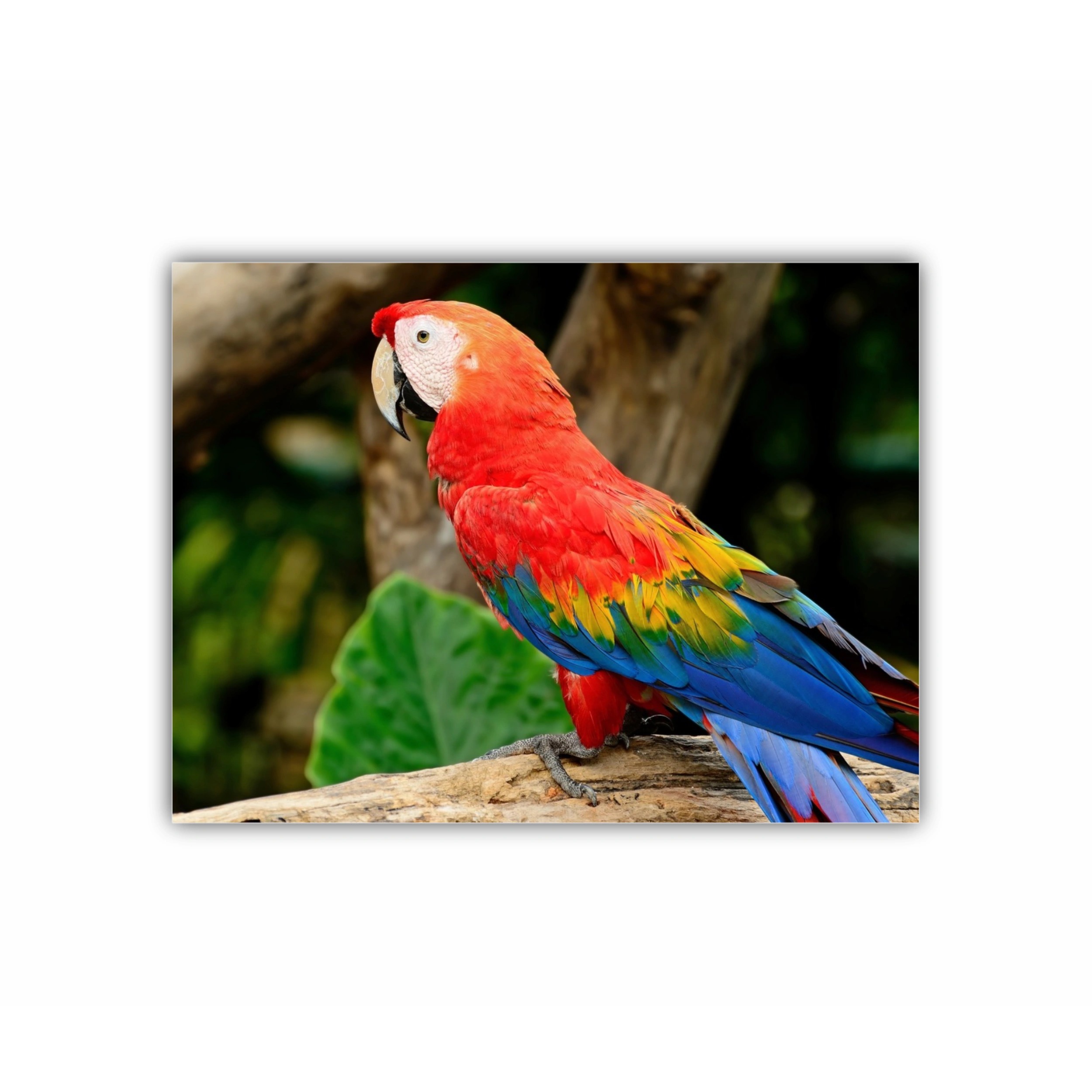 Macao stacojiu | Scarlet Macaw