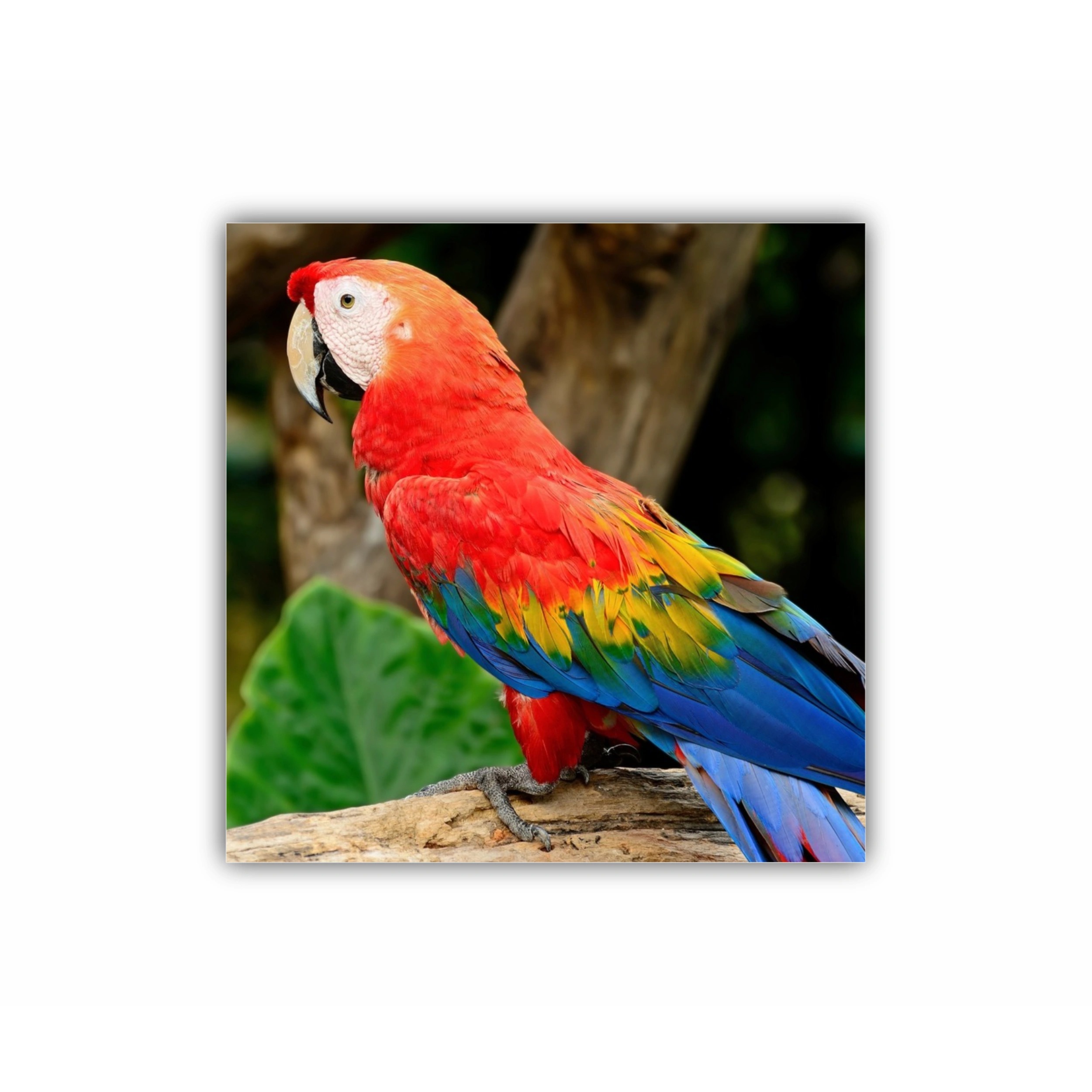 Frumoasa voliera macao stacojiu  |  Beautiful Scarlet Macaw aviary