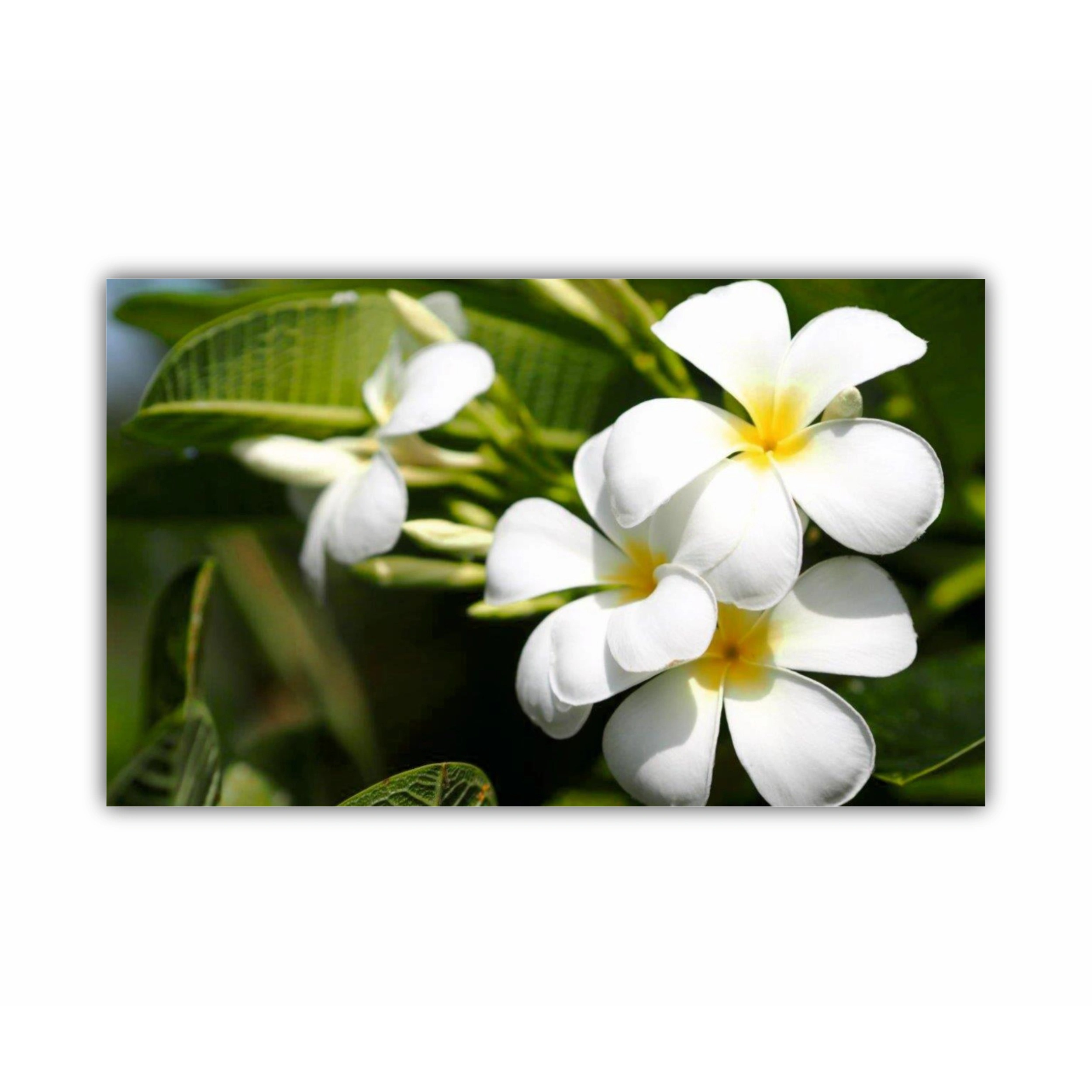 Plumeria 1