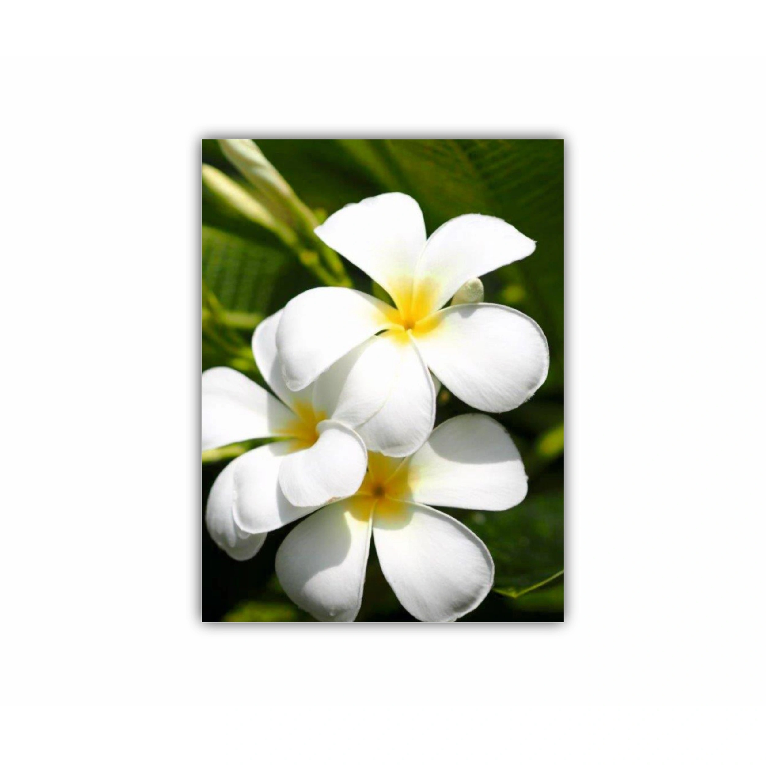 Plumeria 1