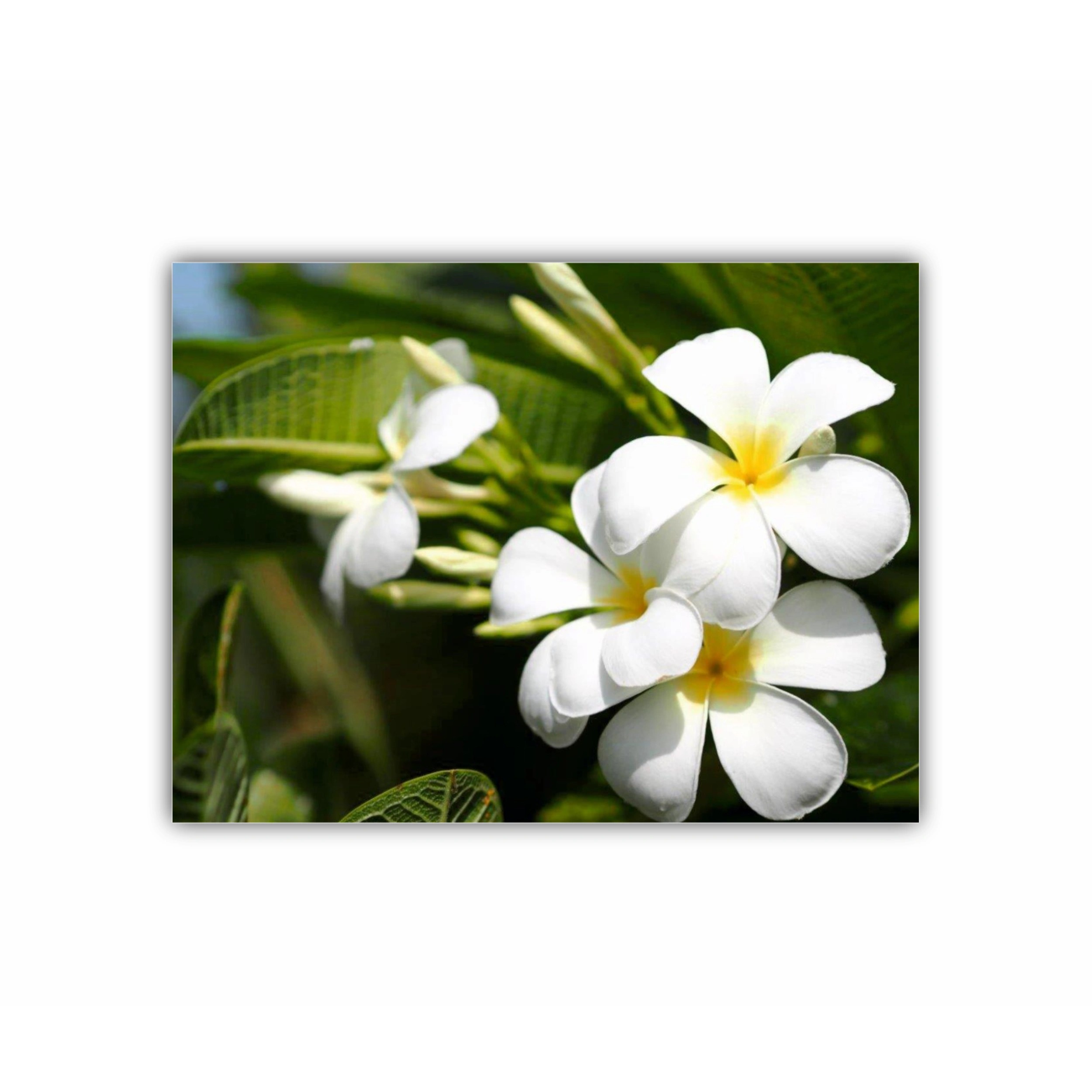 Plumeria 1