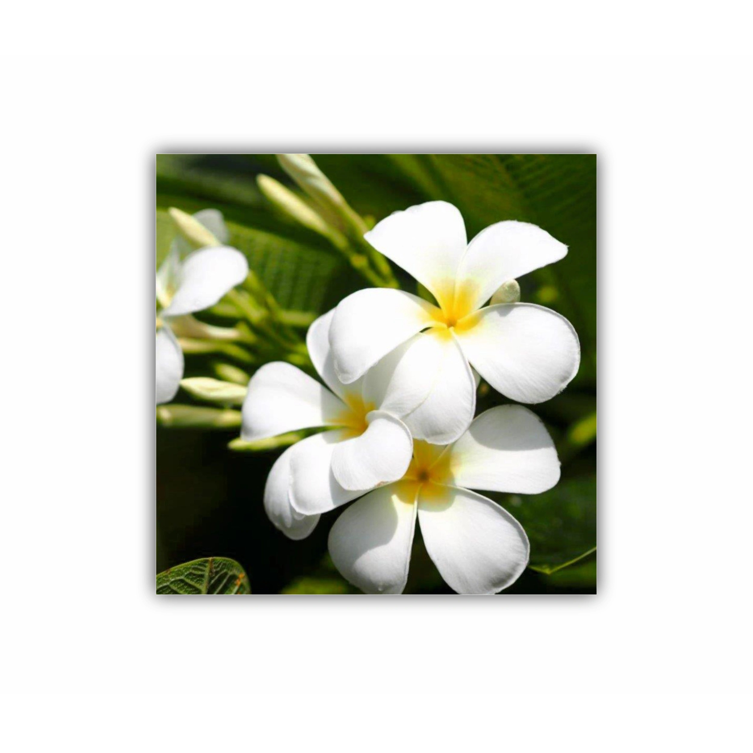 Plumeria