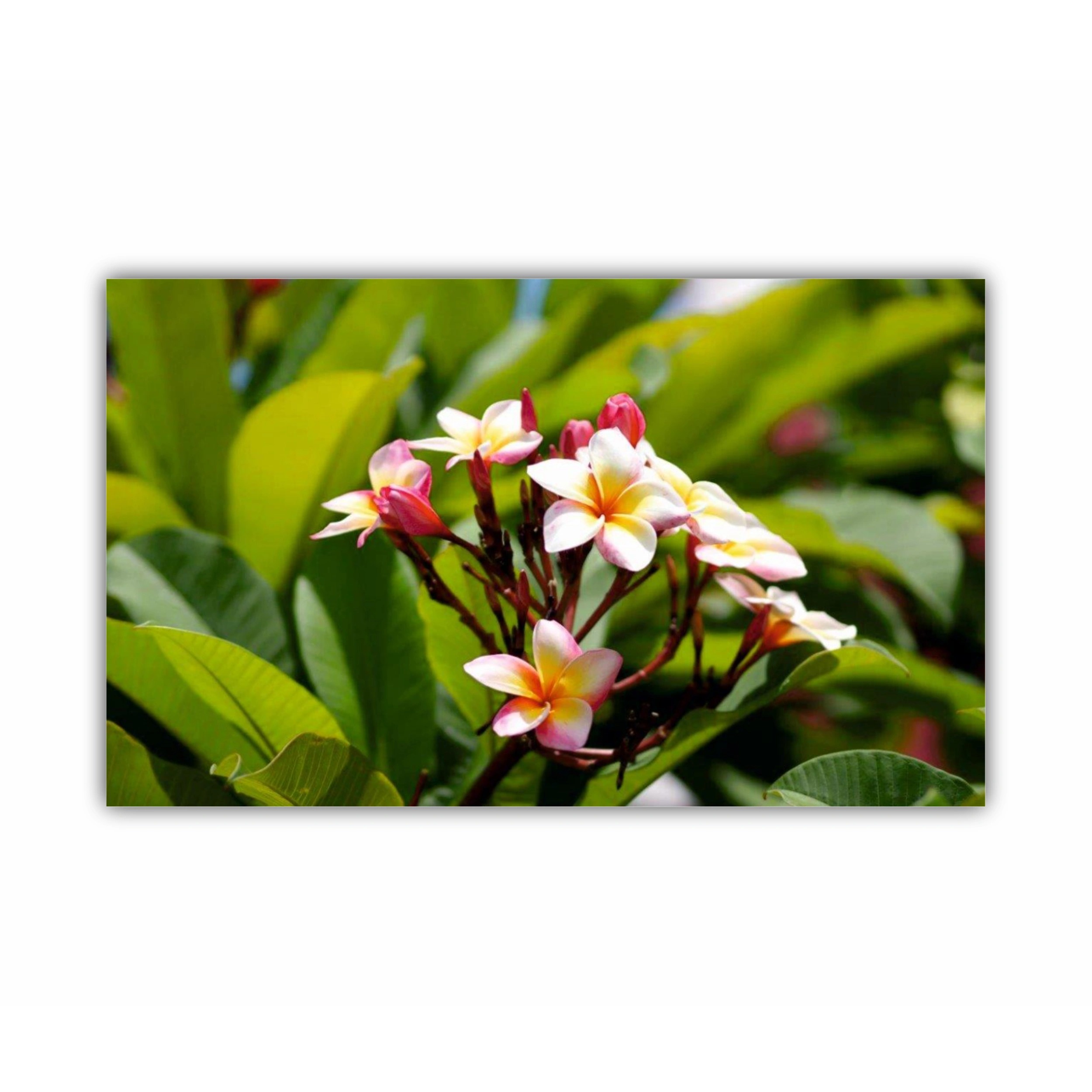 Plumeria 2