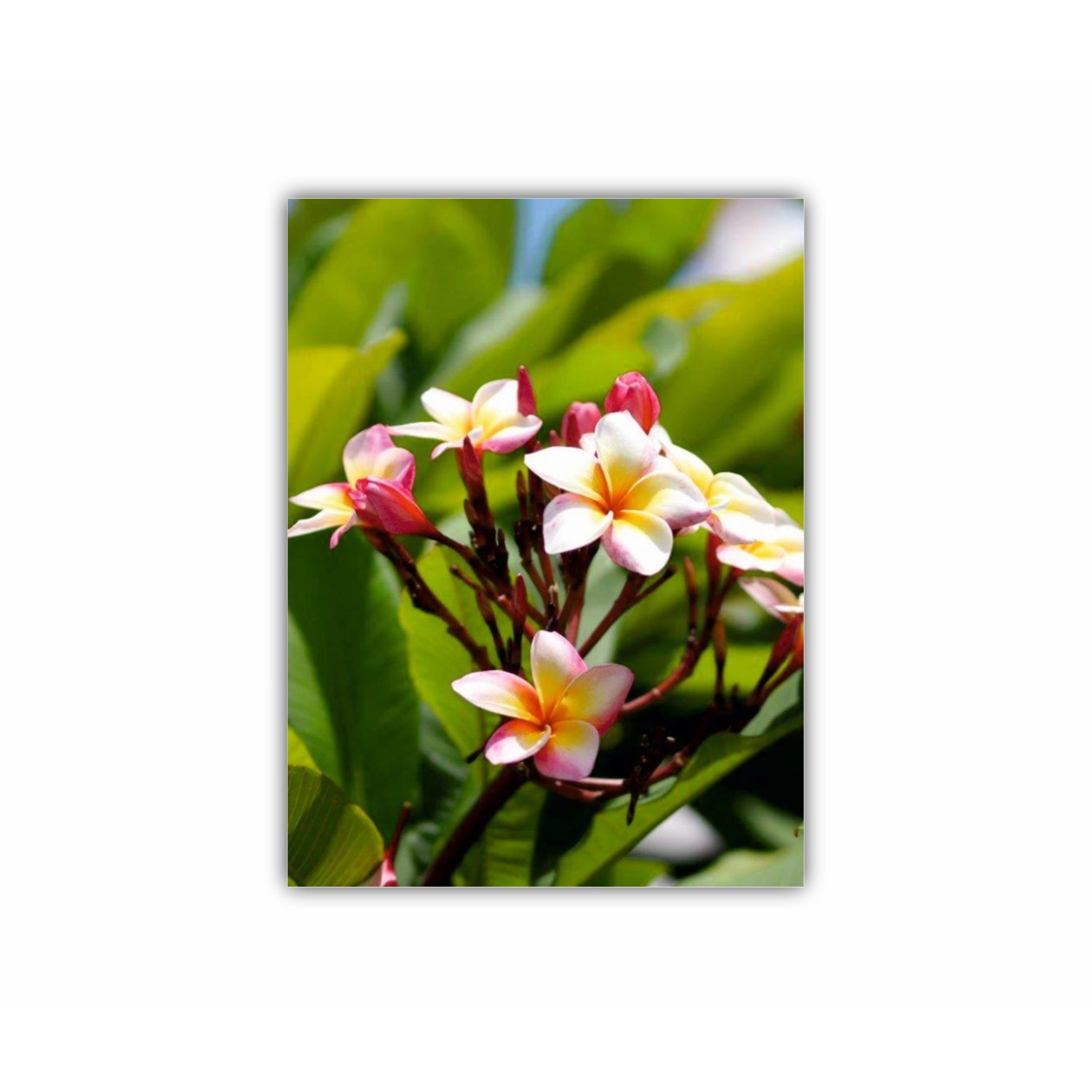 Plumeria 2