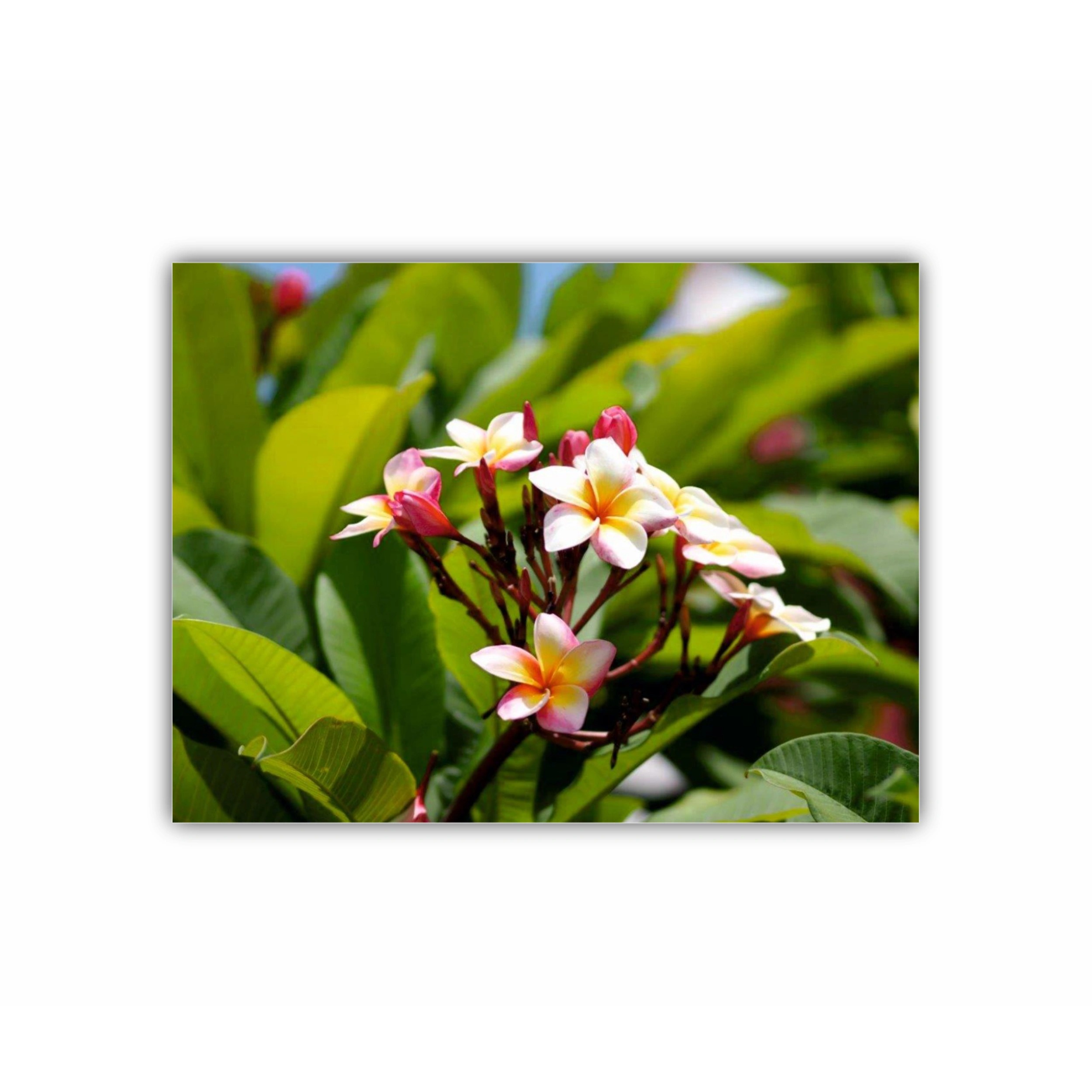 Plumeria 2