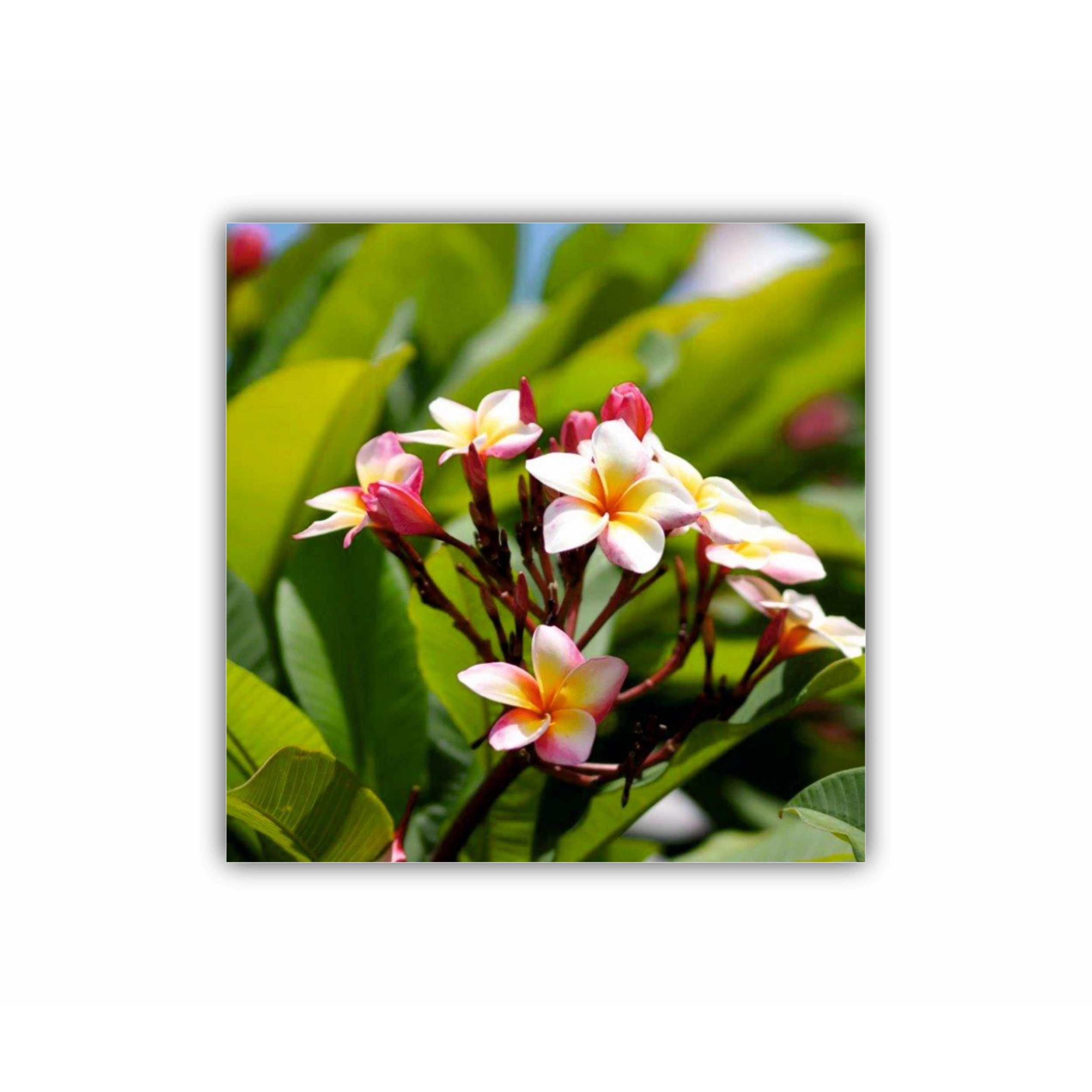 Plumeria 2