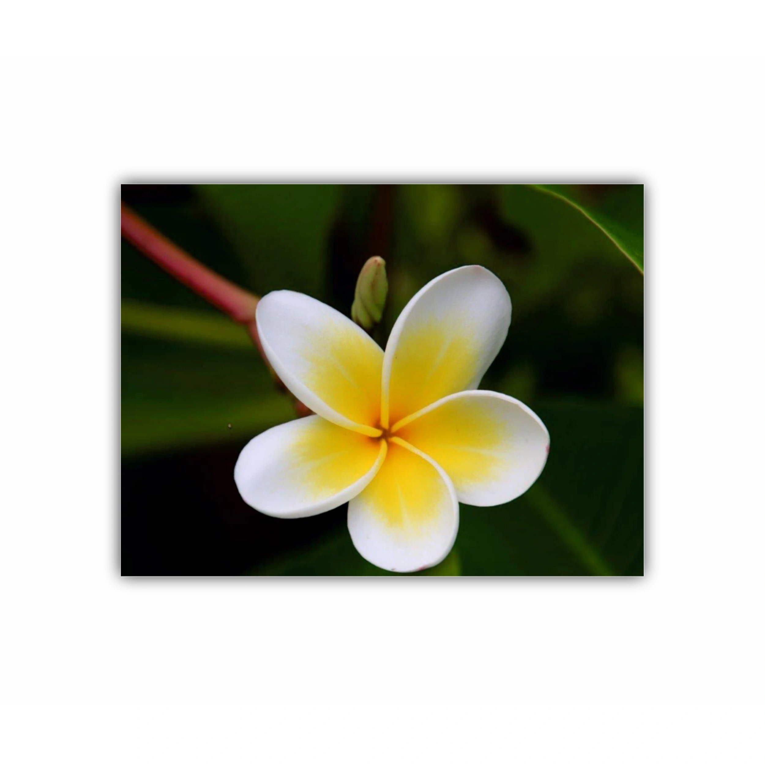 Plumeria 5