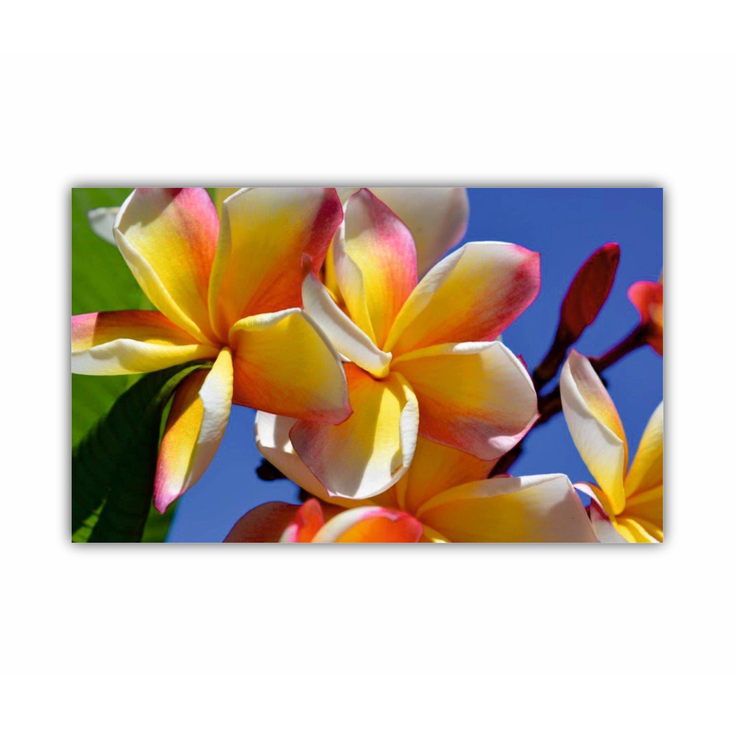 Plumeria 6