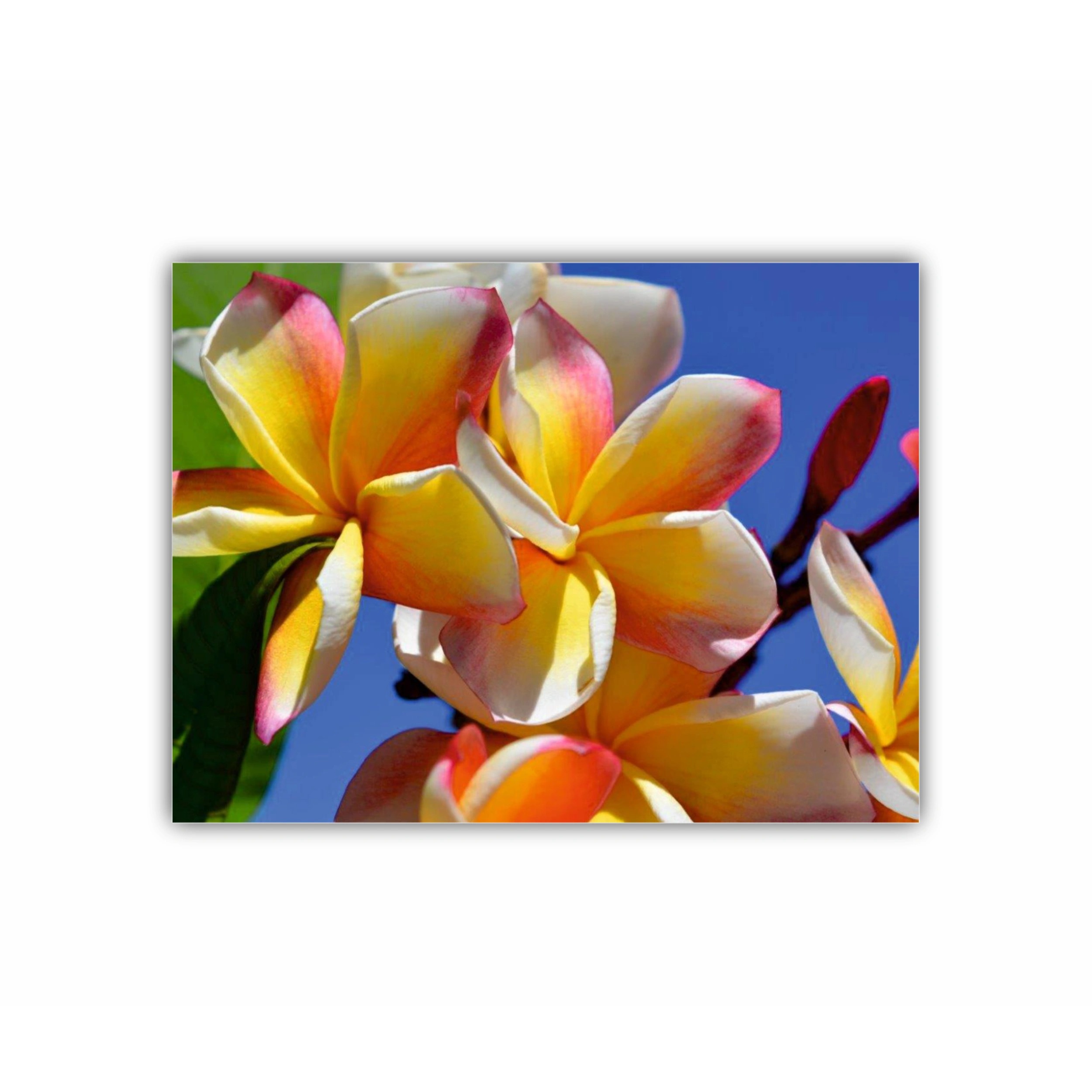 Plumeria 6