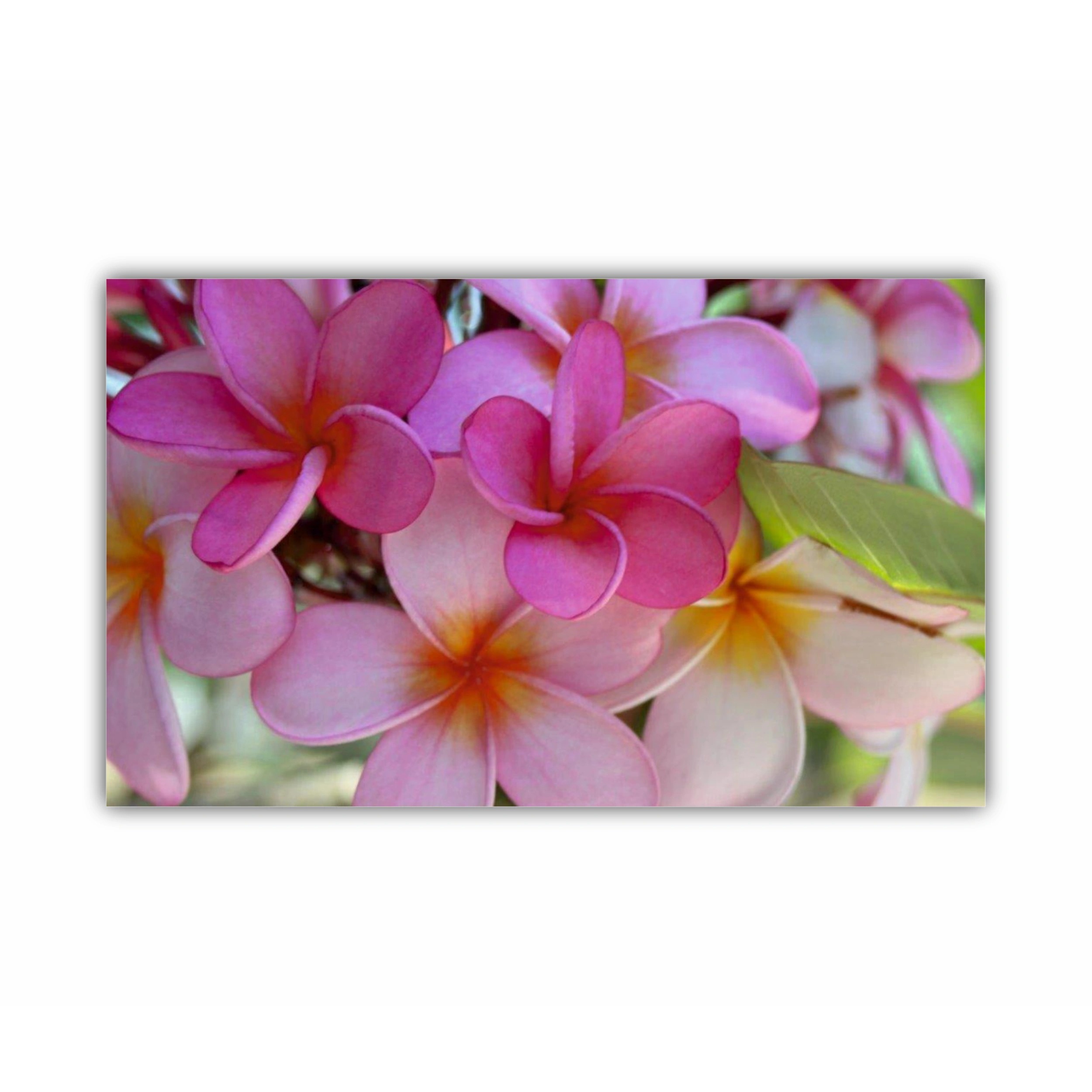 Plumeria 7