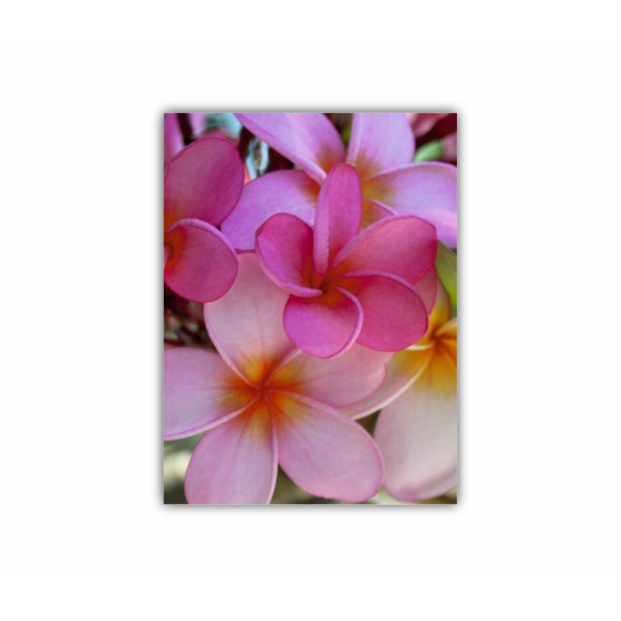 Plumeria 7