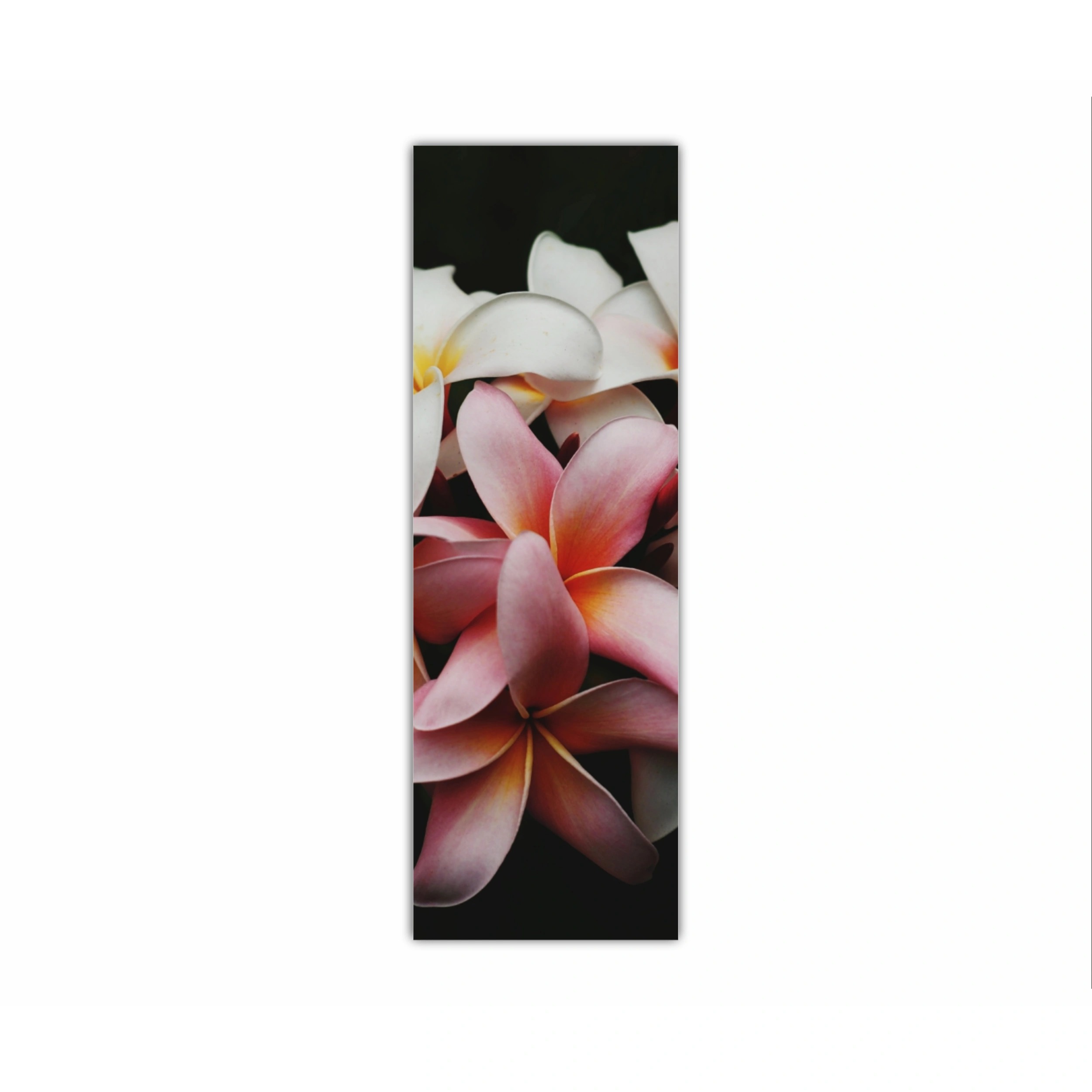 Plumeria 9