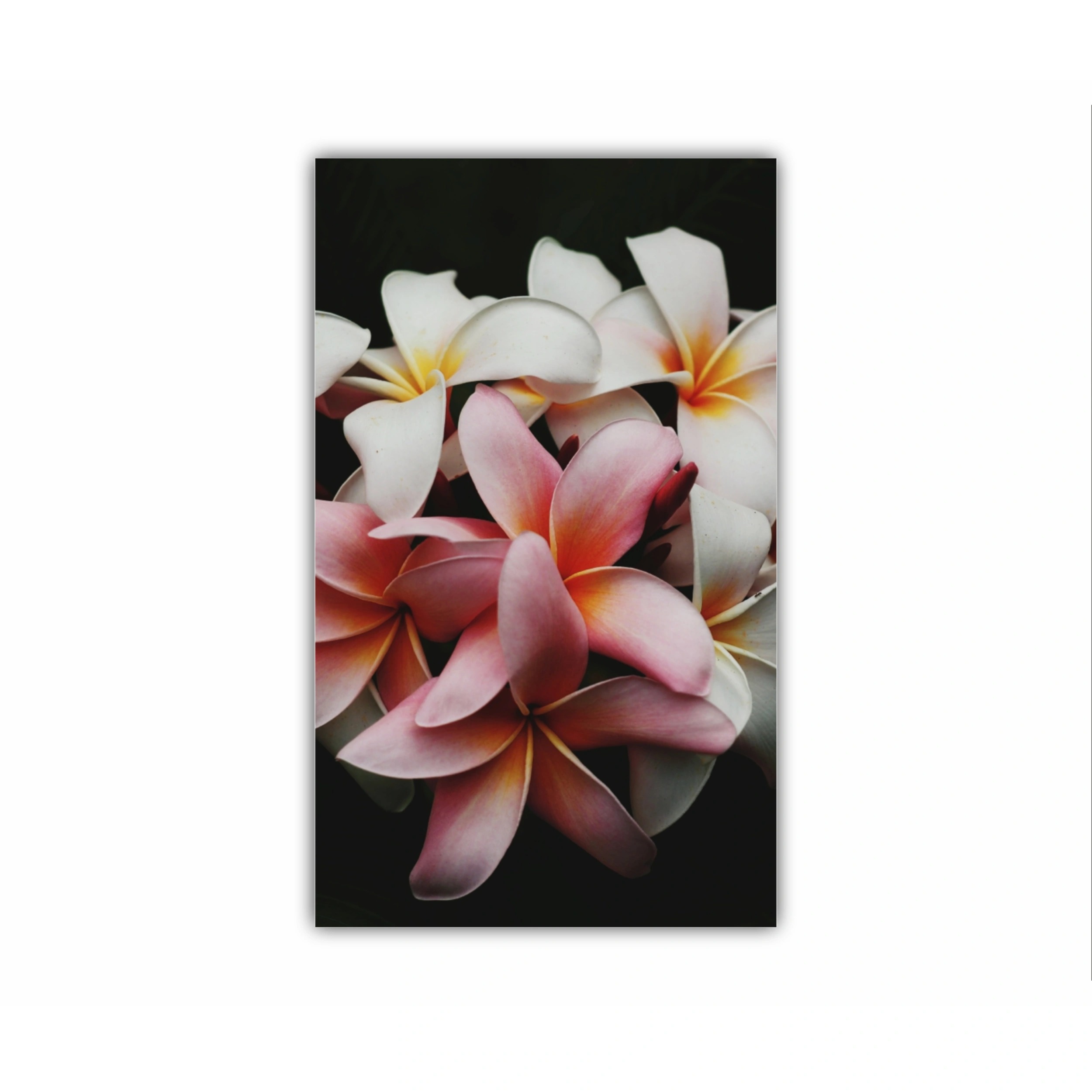 Plumeria 9