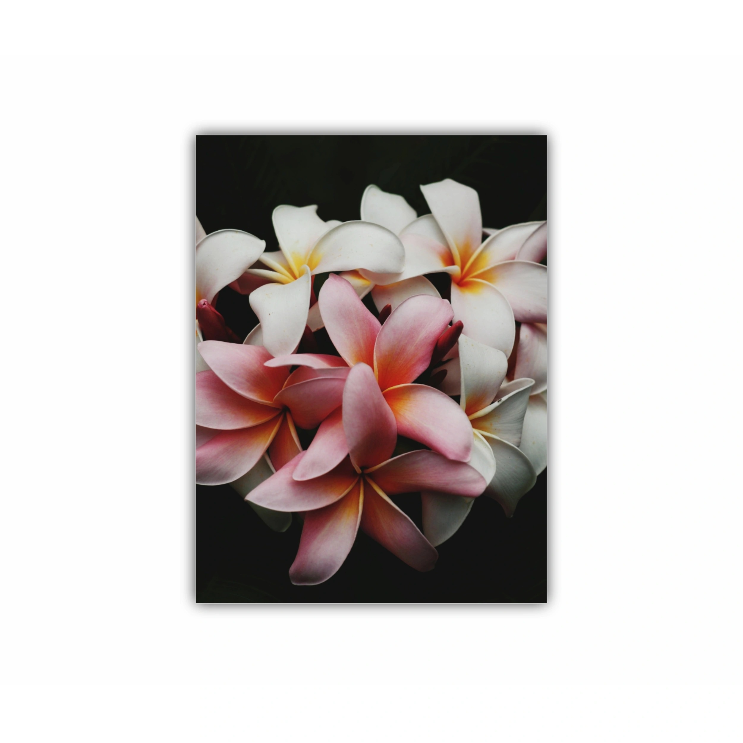 Plumeria