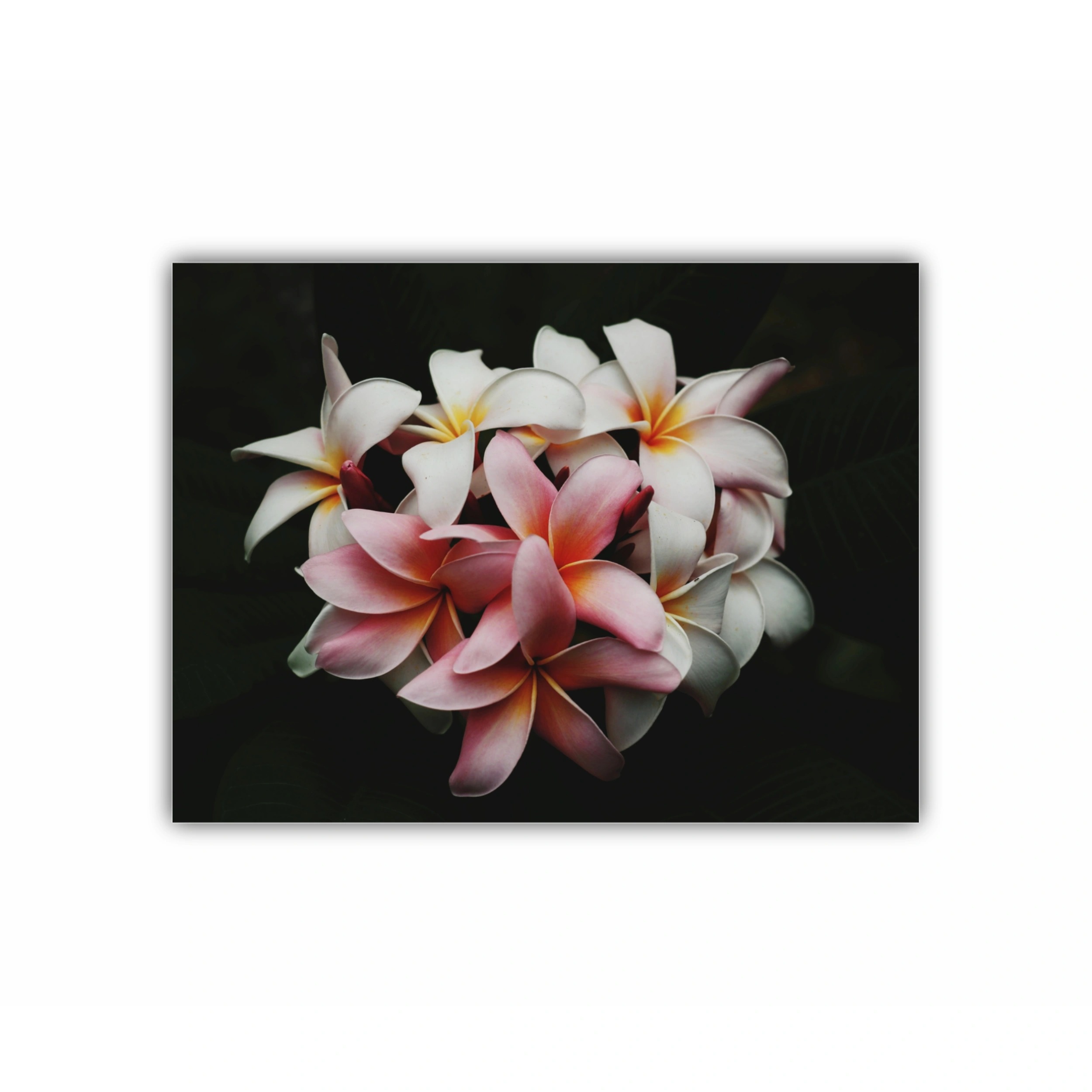 Plumeria 9