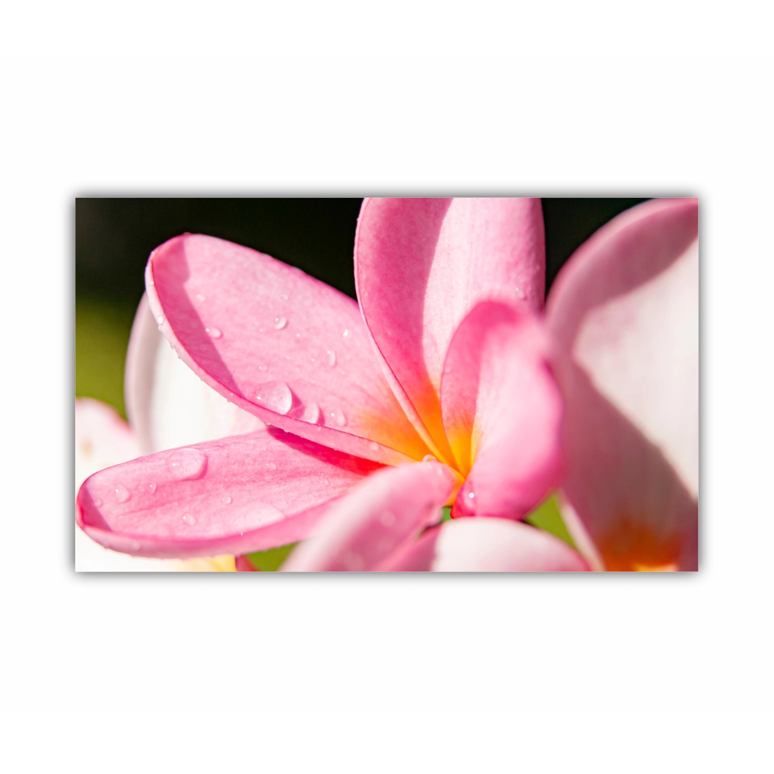 Plumeria 10