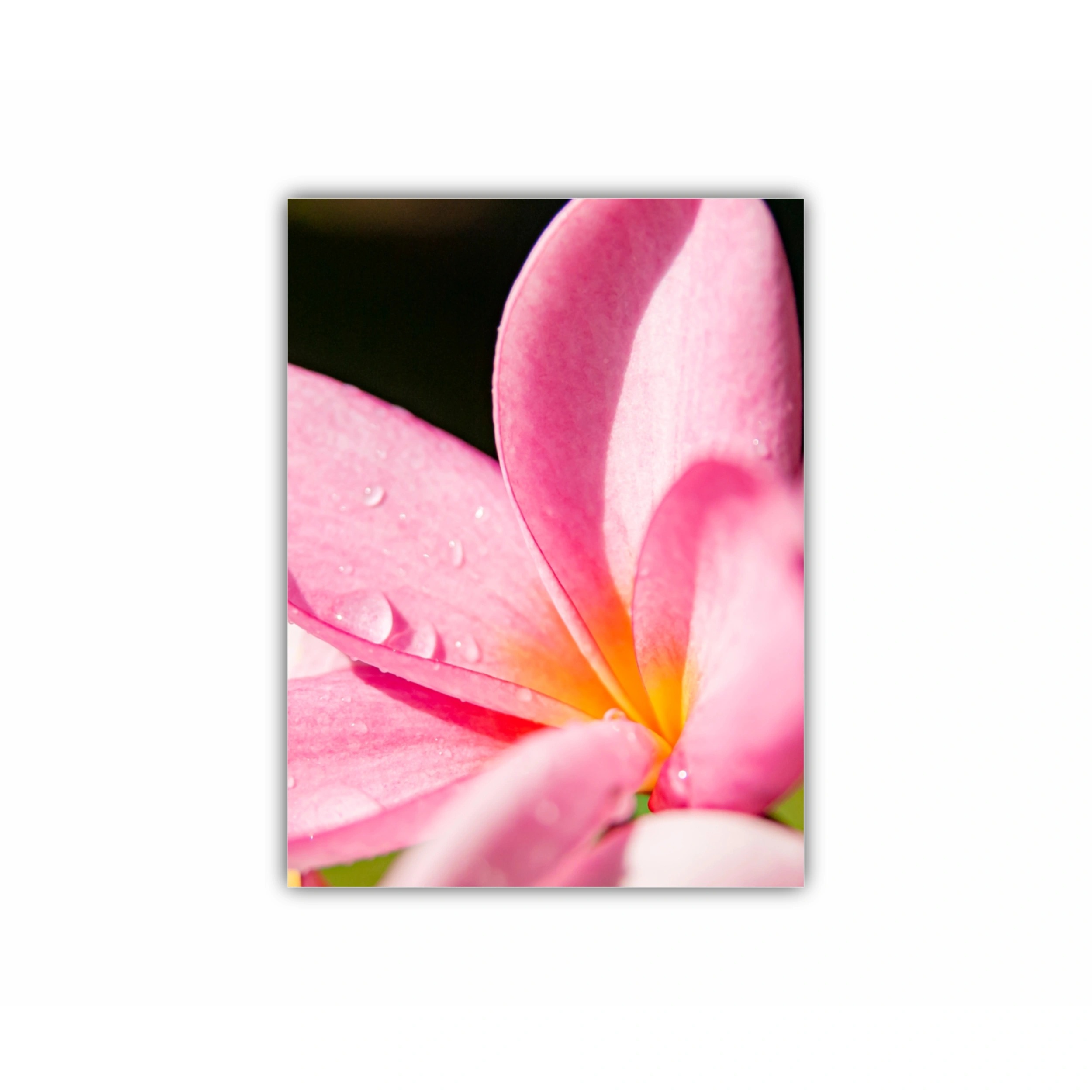 Plumeria 10