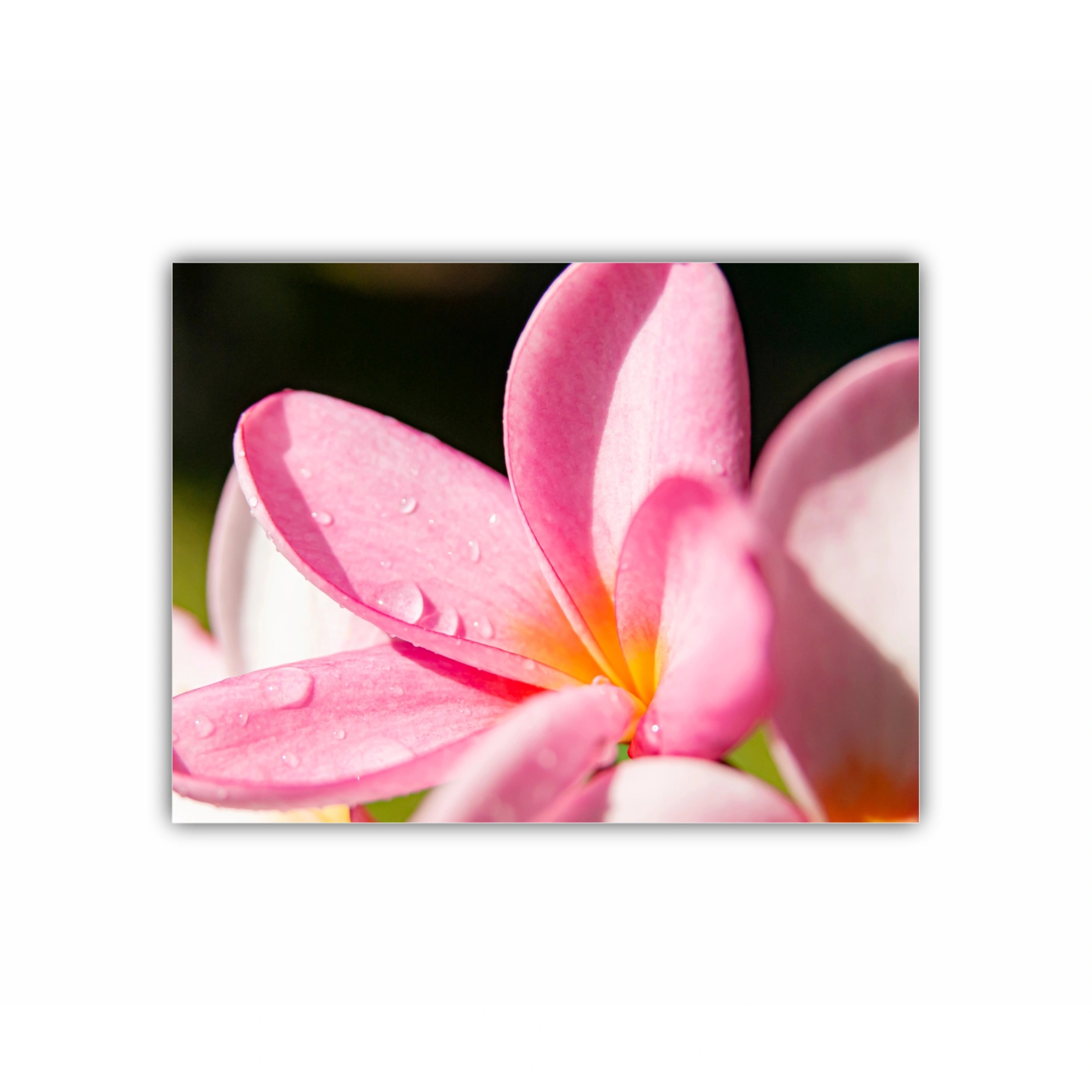 Plumeria 10