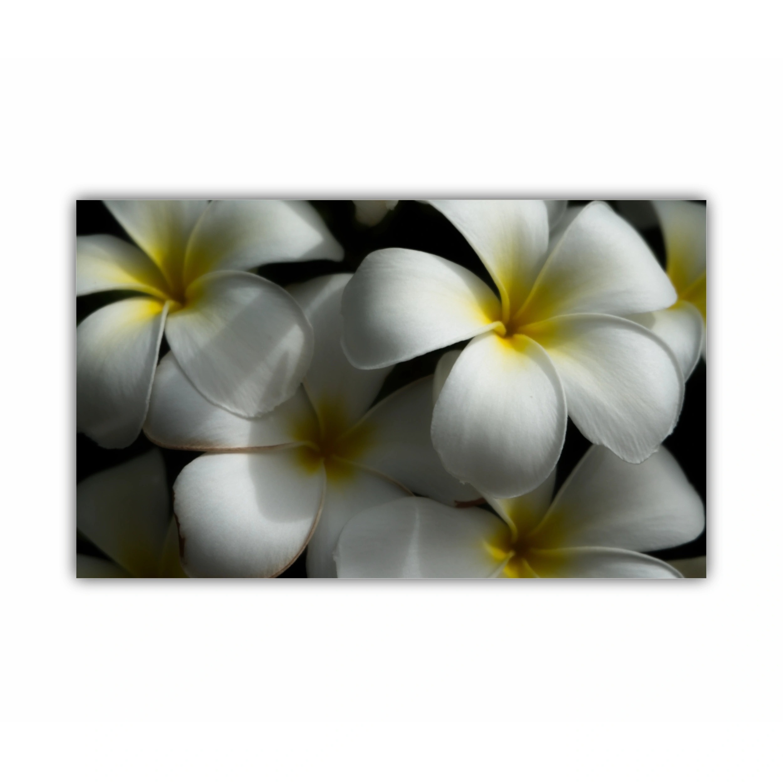 Plumeria 11