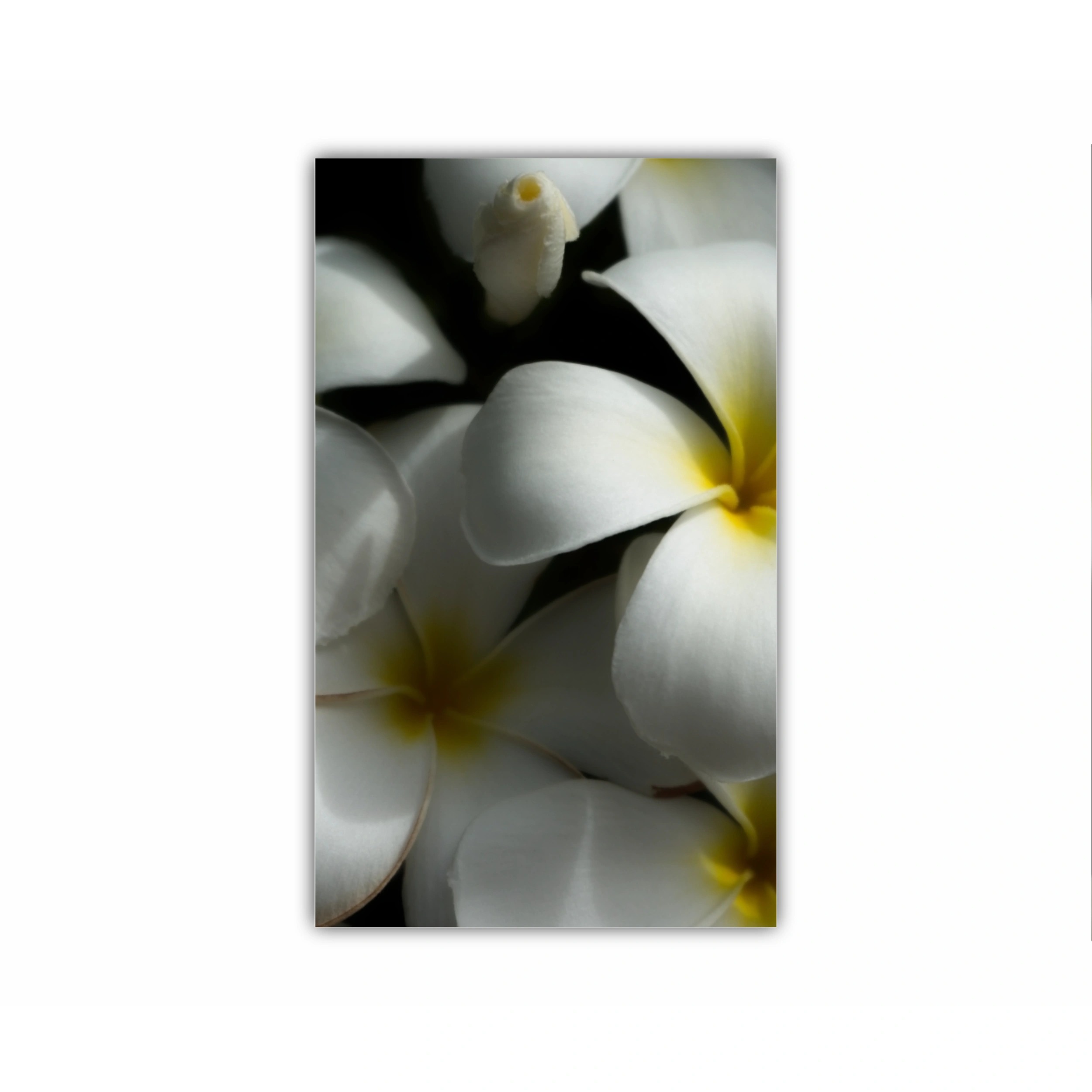 Plumeria 11