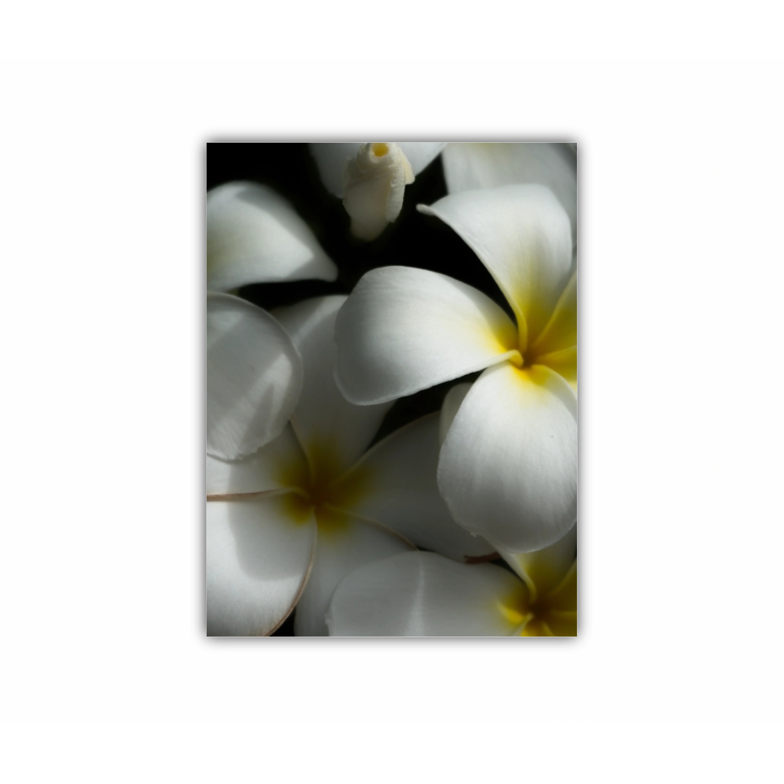 Plumeria 11