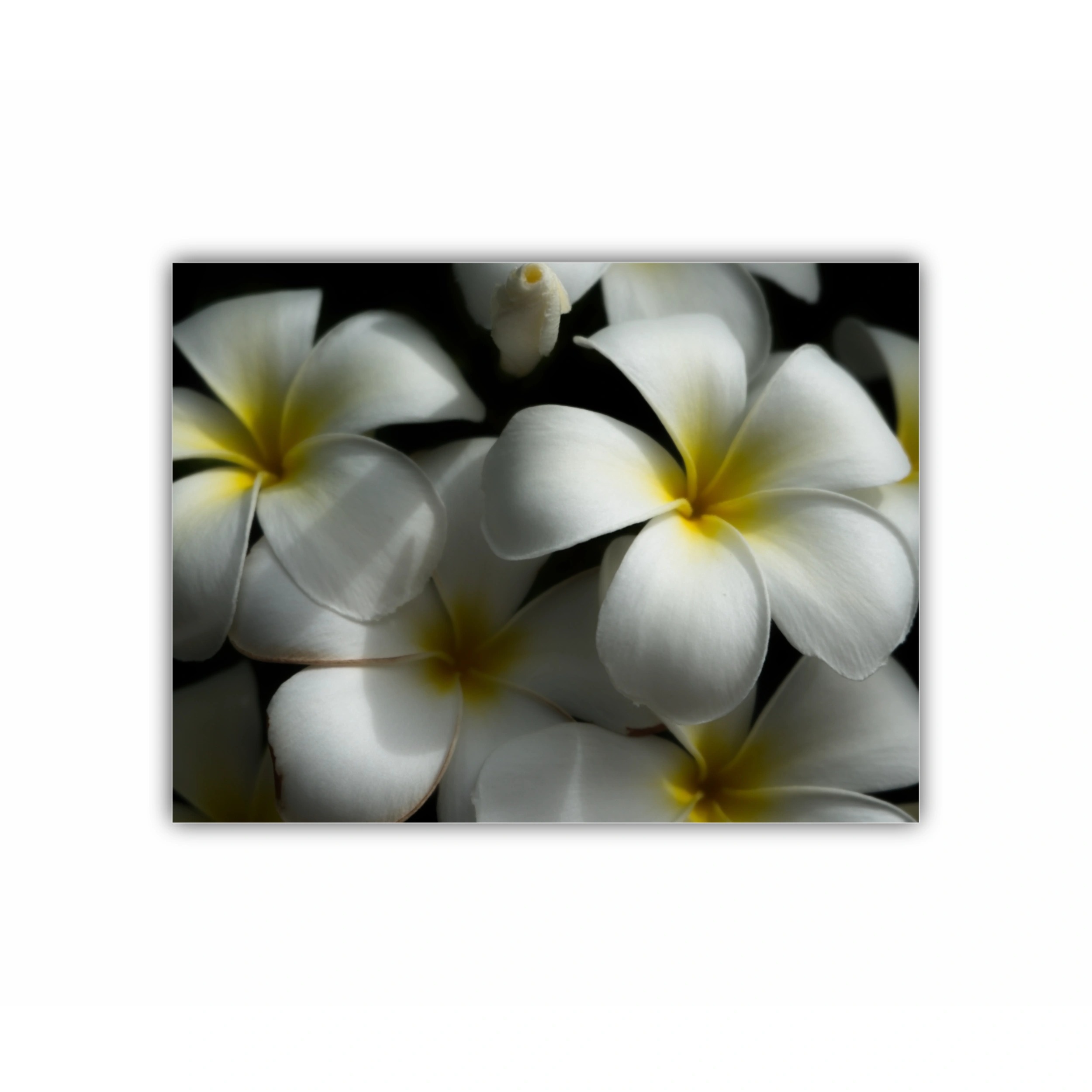 Plumeria 11