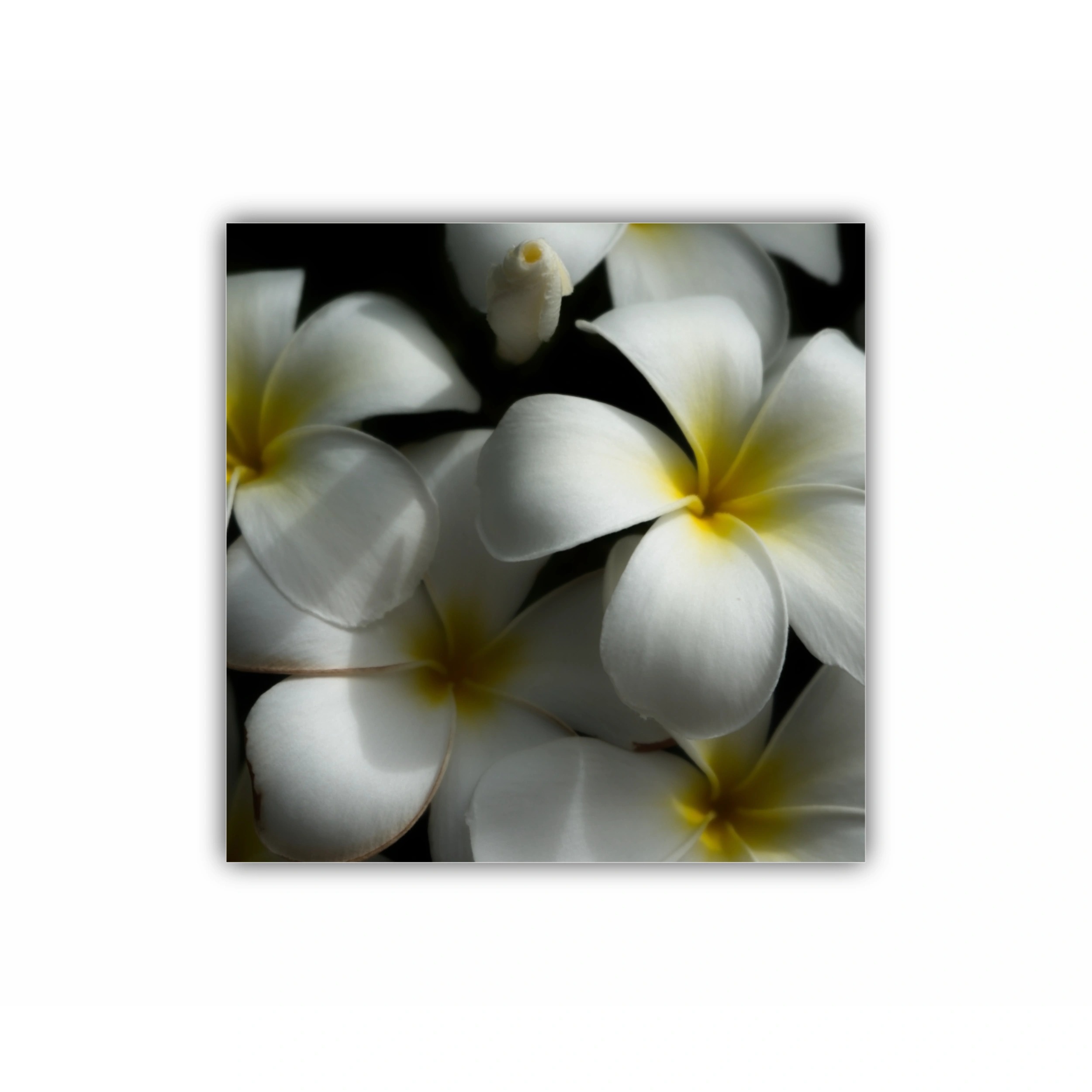 Plumeria 11