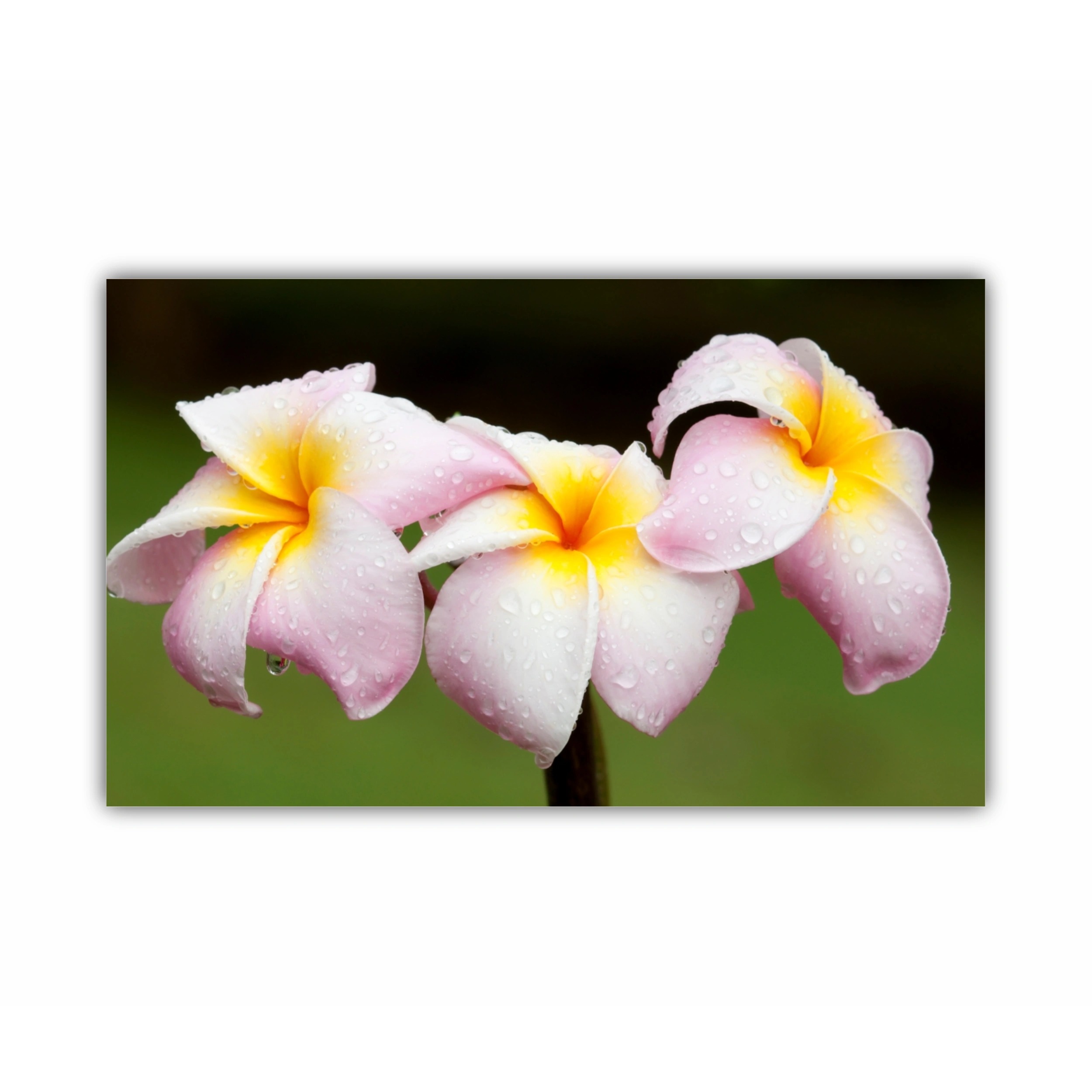 Plumeria 12