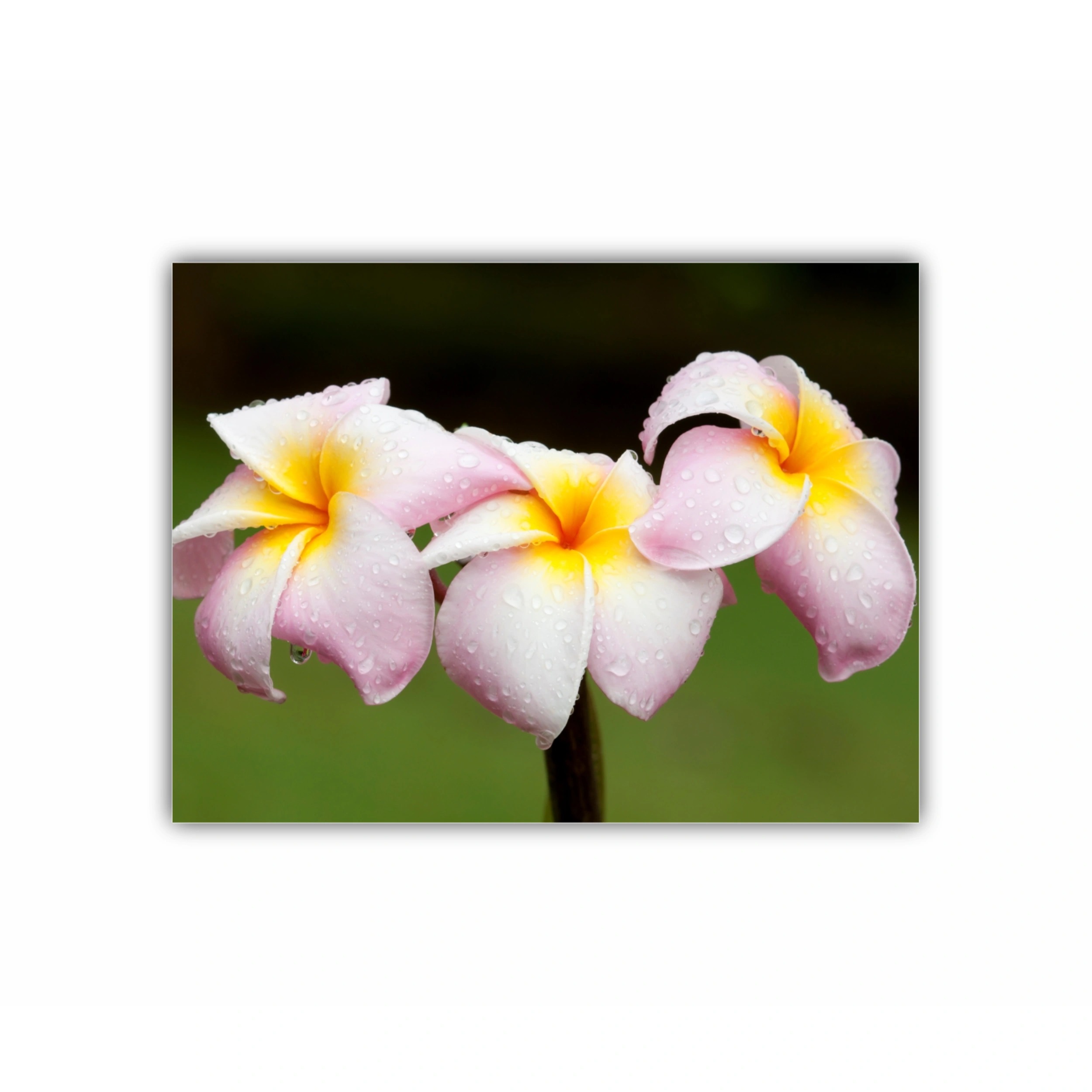 Plumeria 12