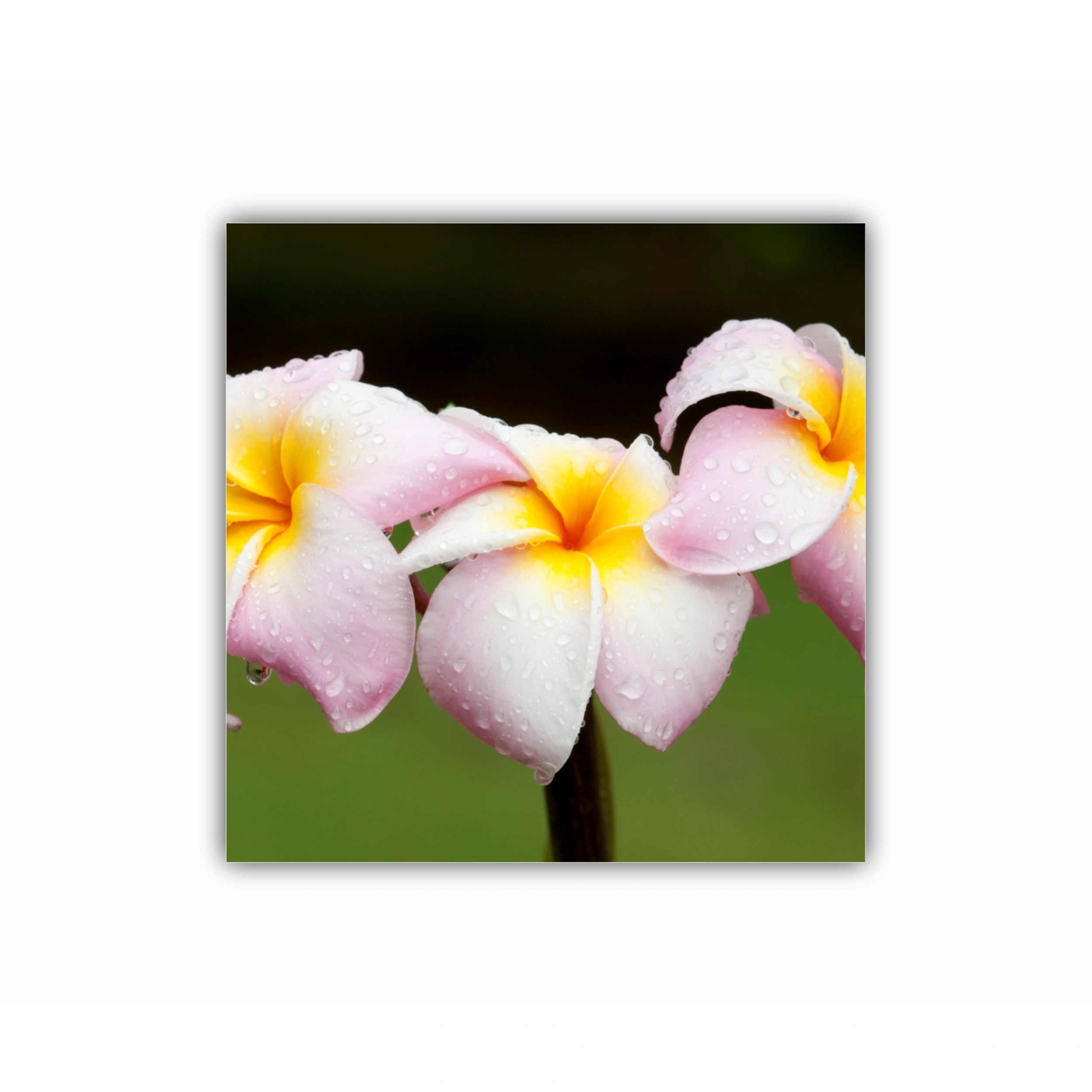 Plumeria 12