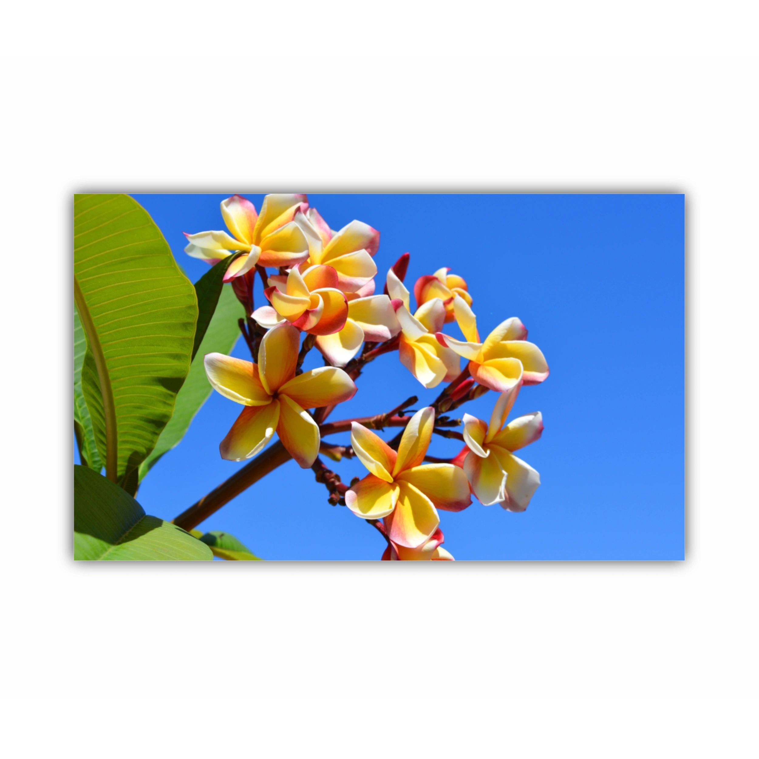 Plumeria 13