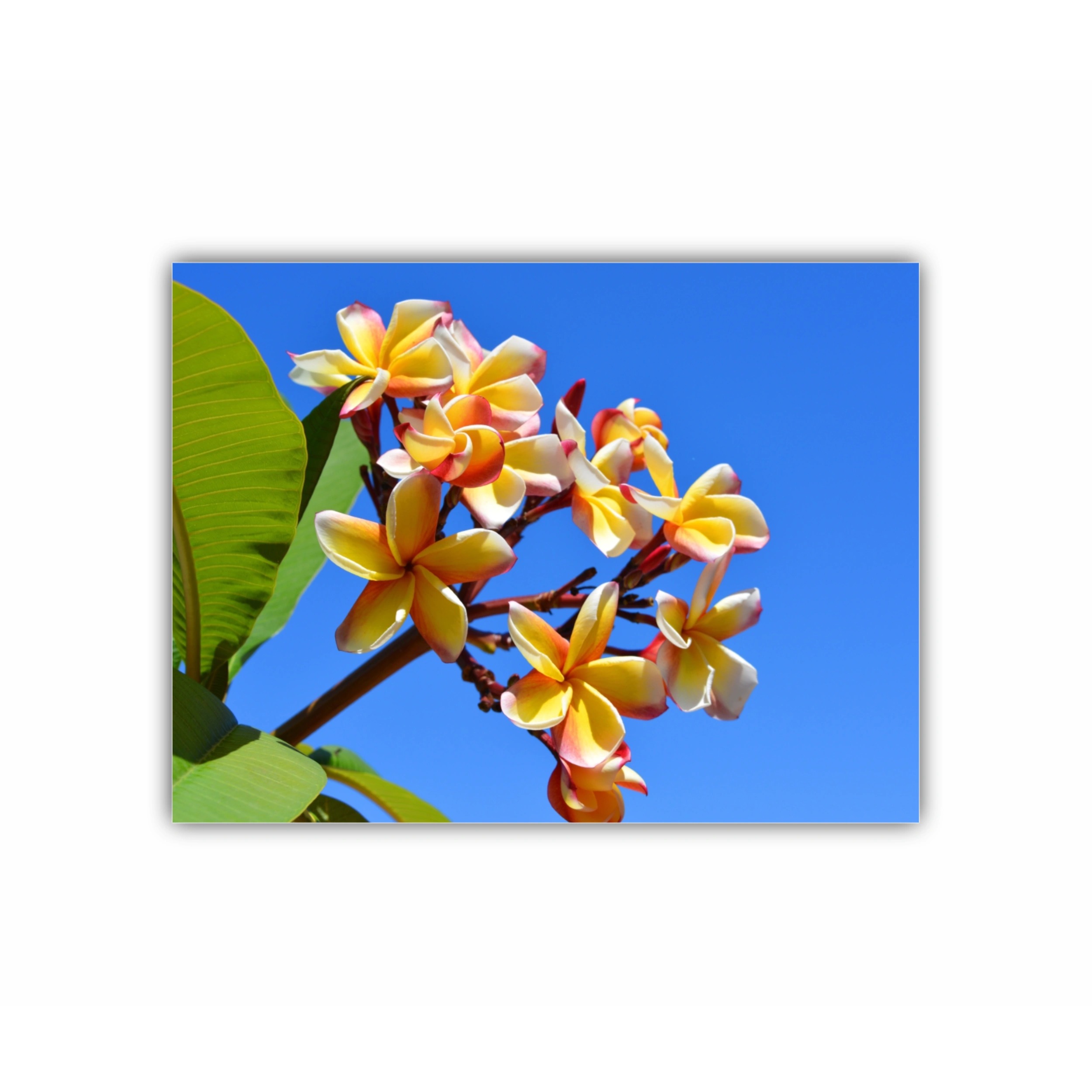 Plumeria 13