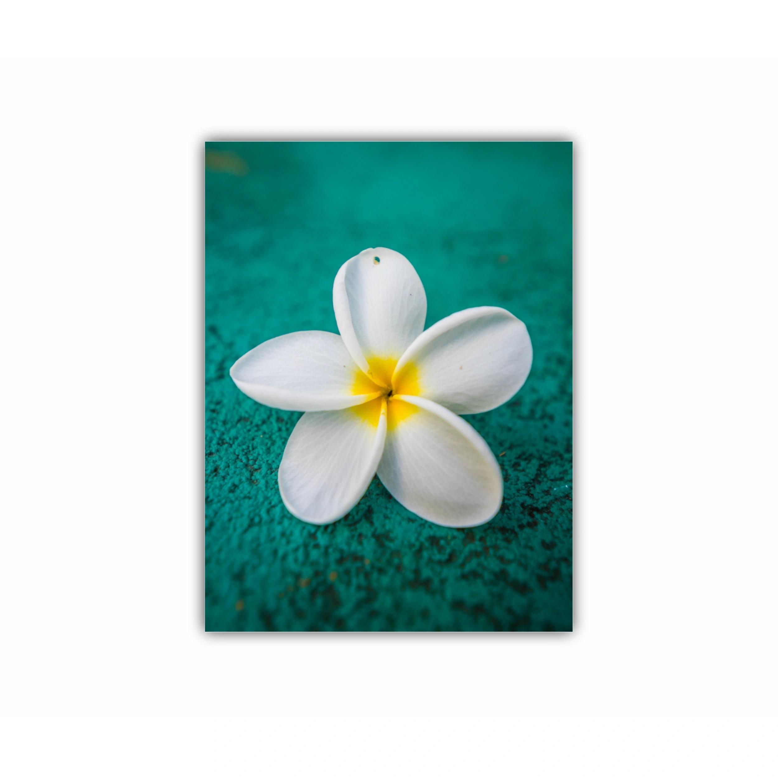 Plumeria 14