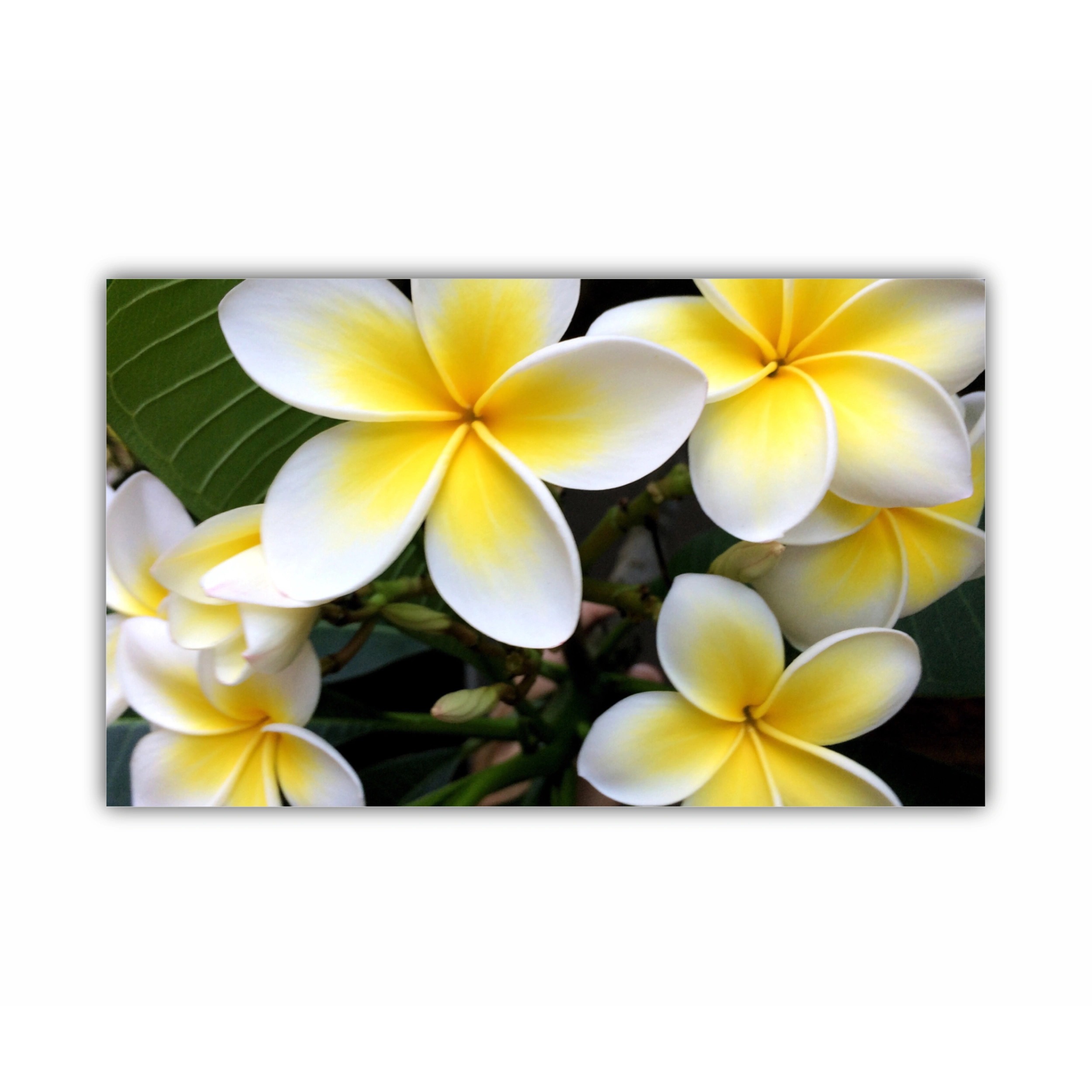 Plumeria