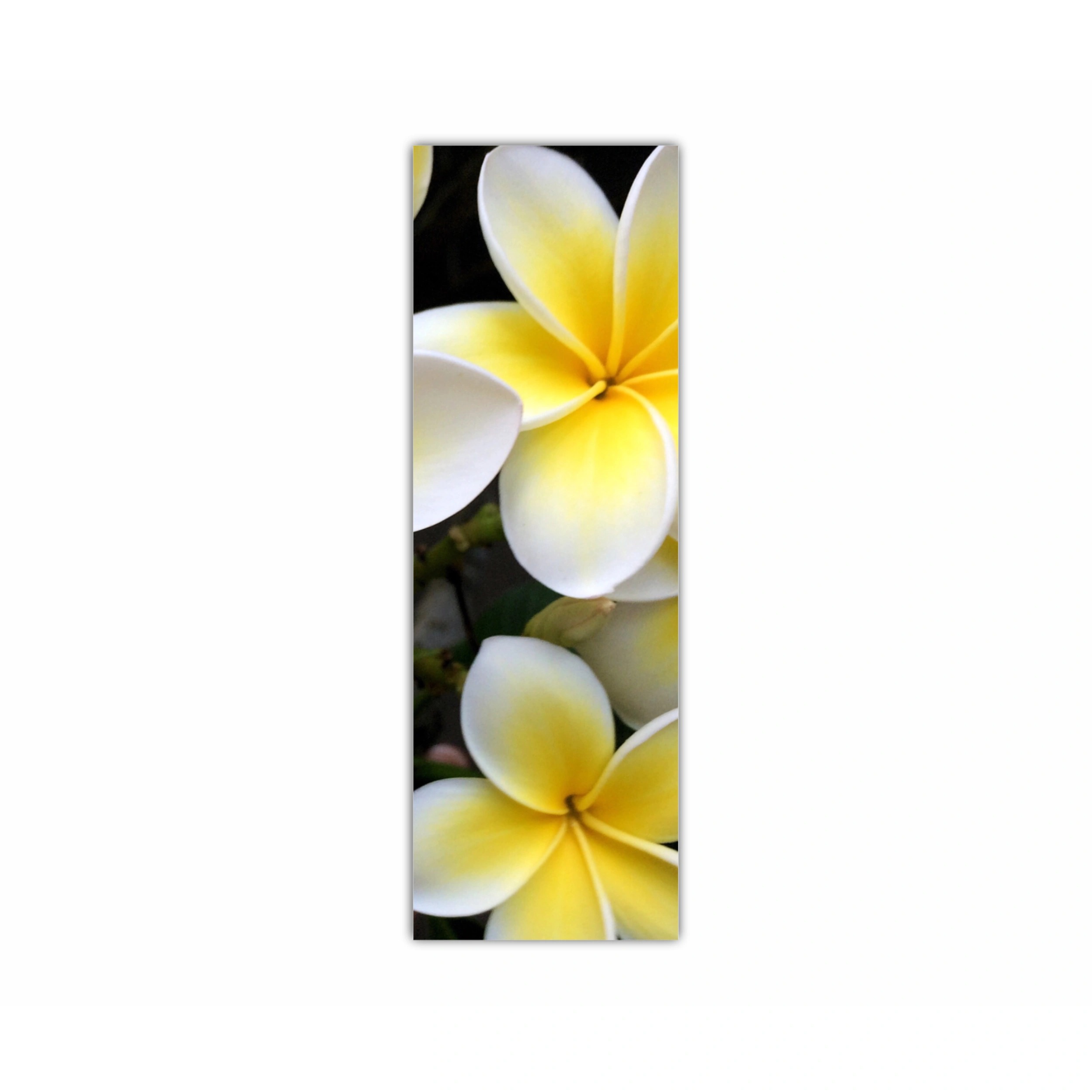 Plumeria