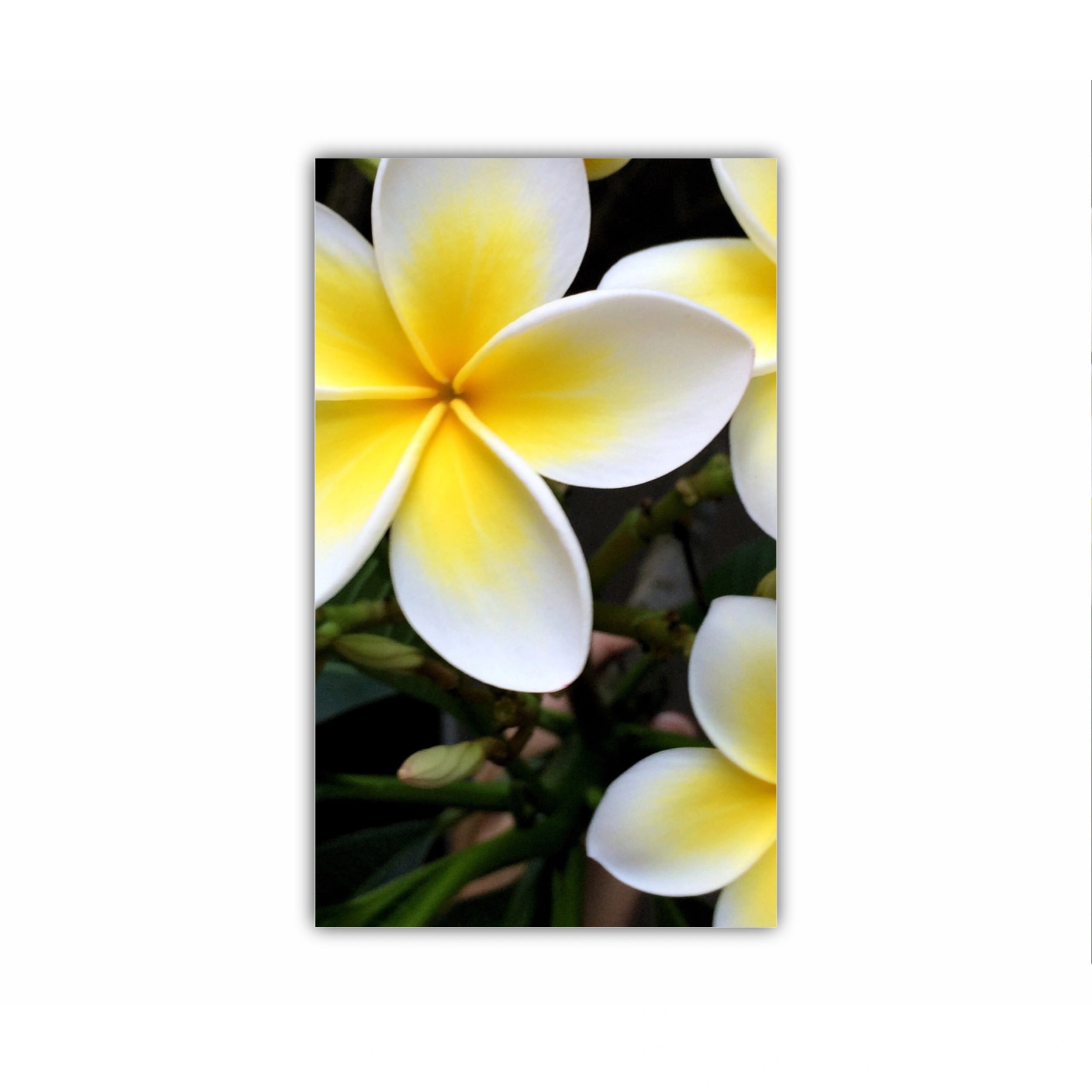 Plumeria 15