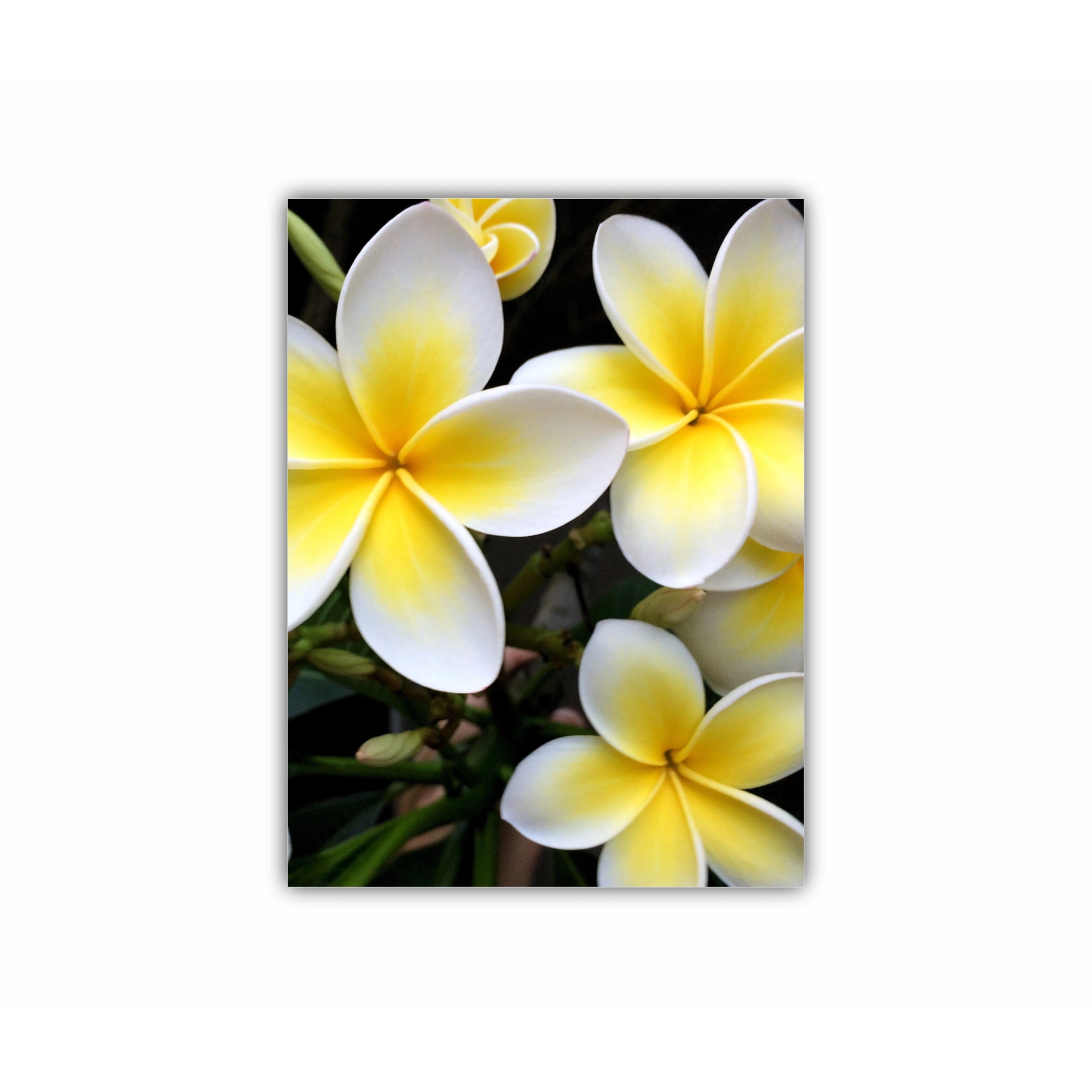 Plumeria 15