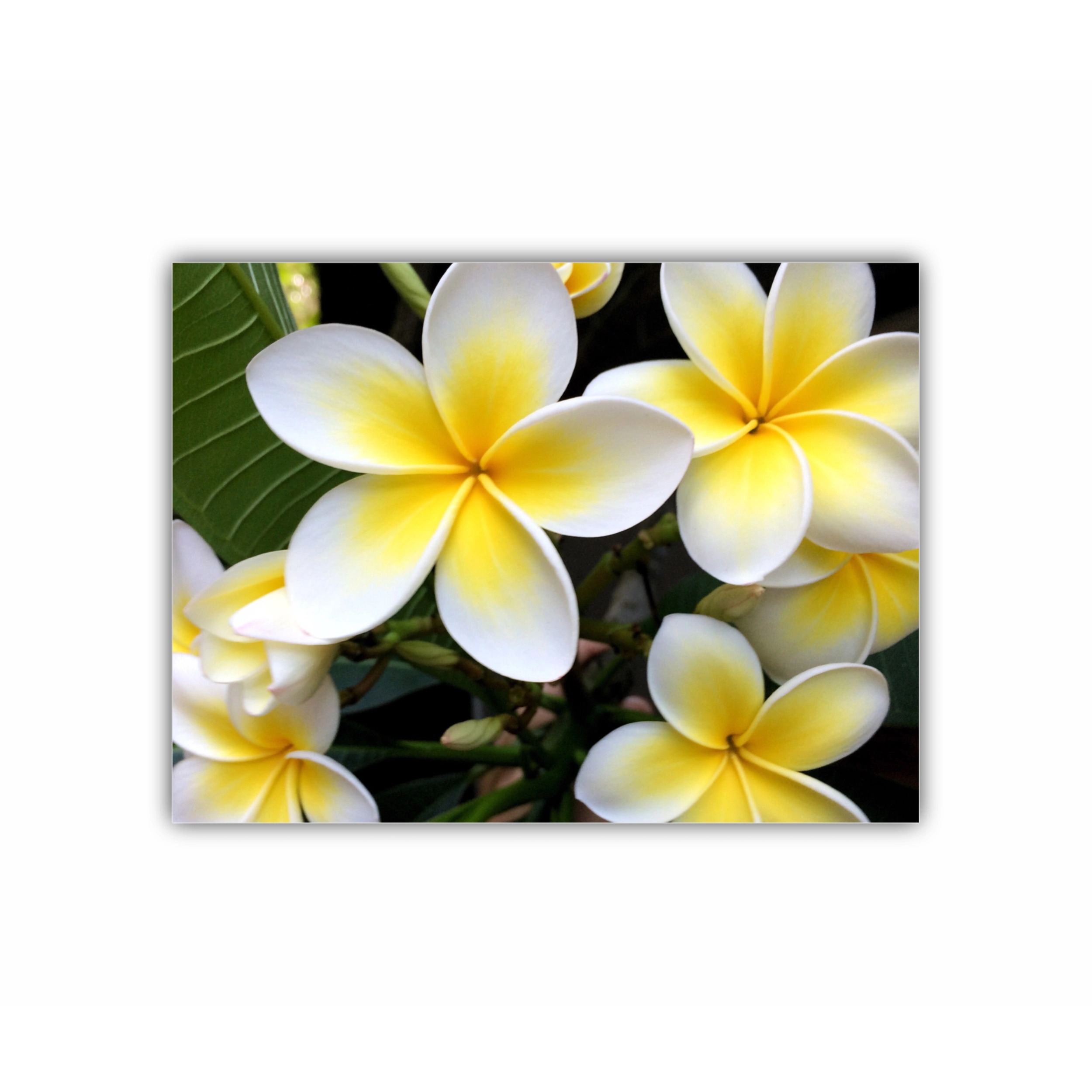 Plumeria 15