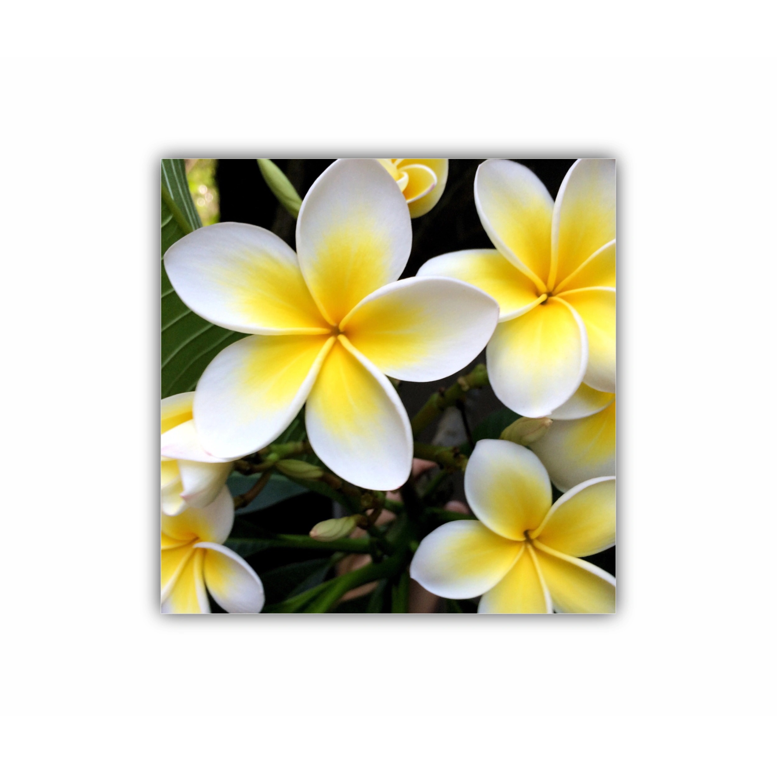 Plumeria 15